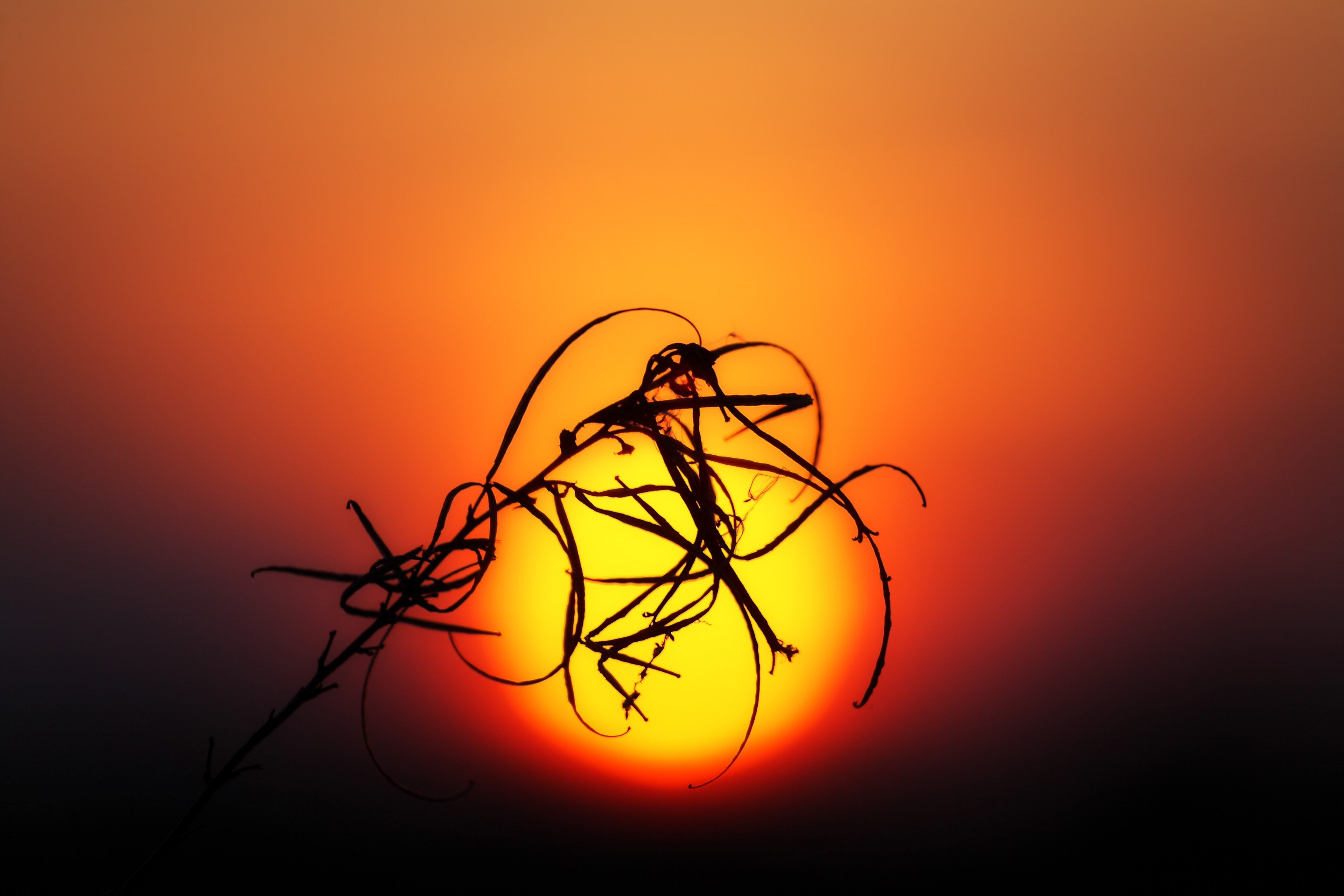 bokeh blur grass and silhouette 4k, HD Wallpaper