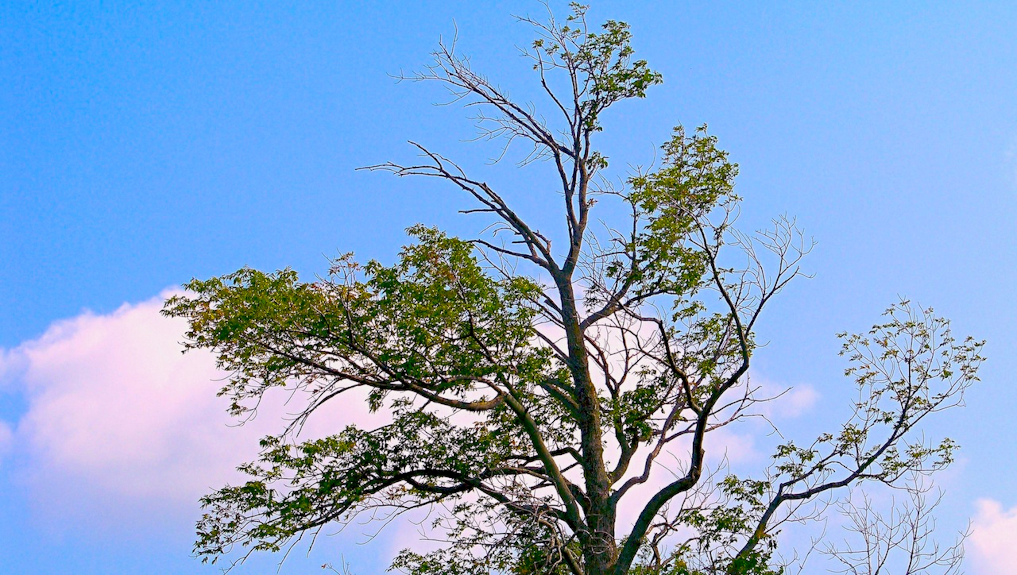tree along the niagara river bank towards n_ falls 4k, HD Wallpaper