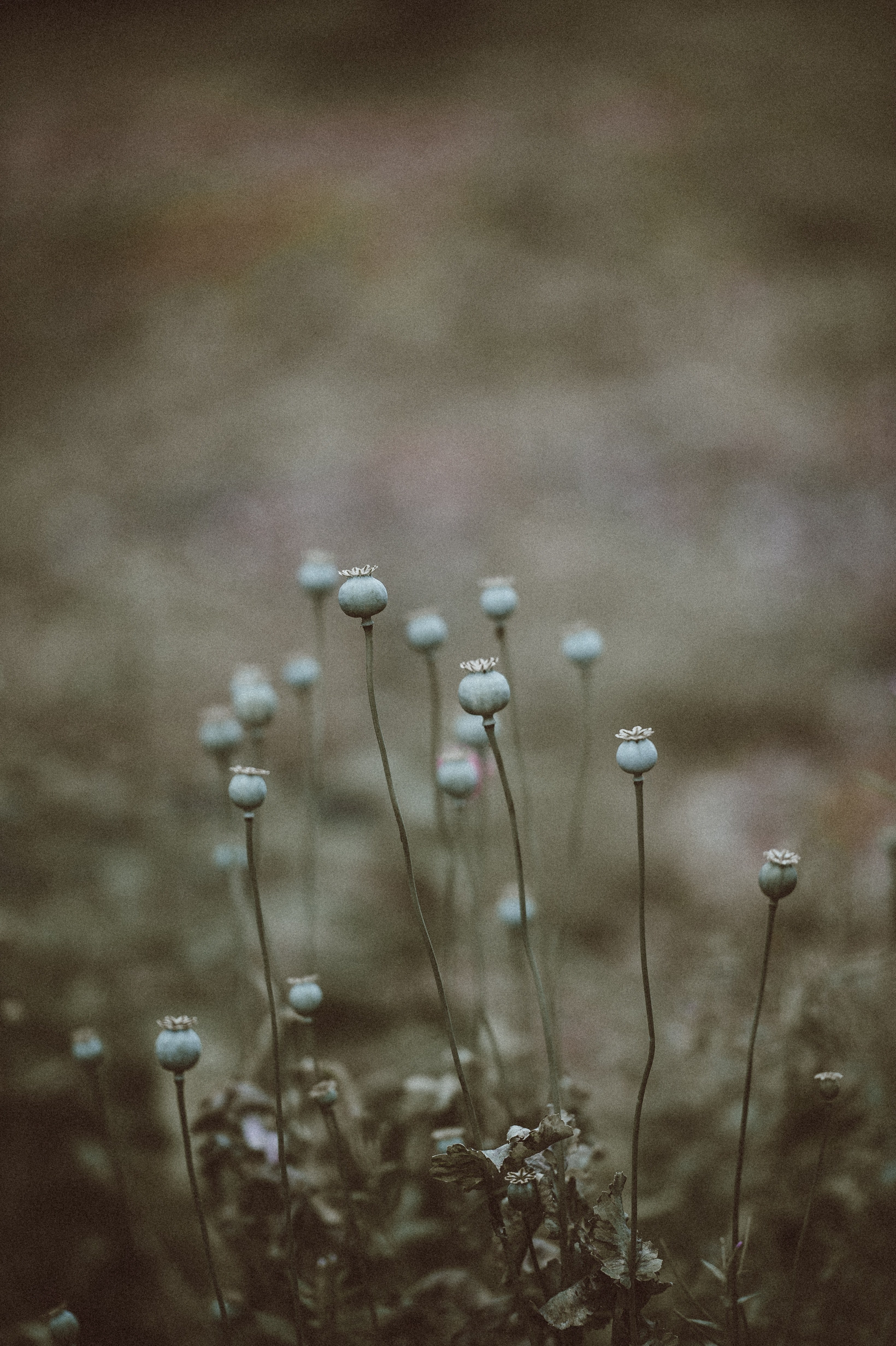 poppy flowers and field hd, 4k, Phone HD Wallpaper