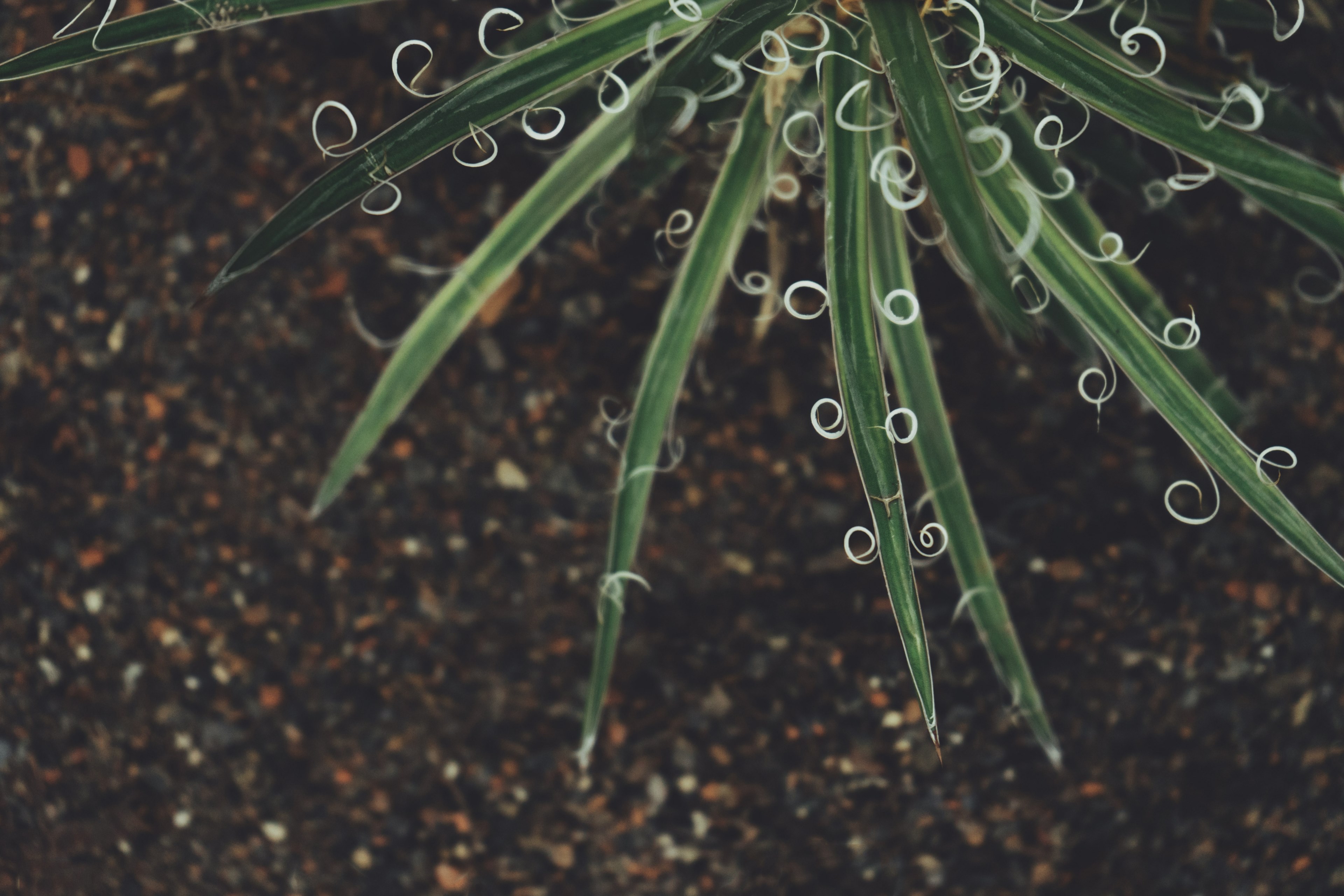 botanical plant greenhouse and leafe 4k, HD Wallpaper
