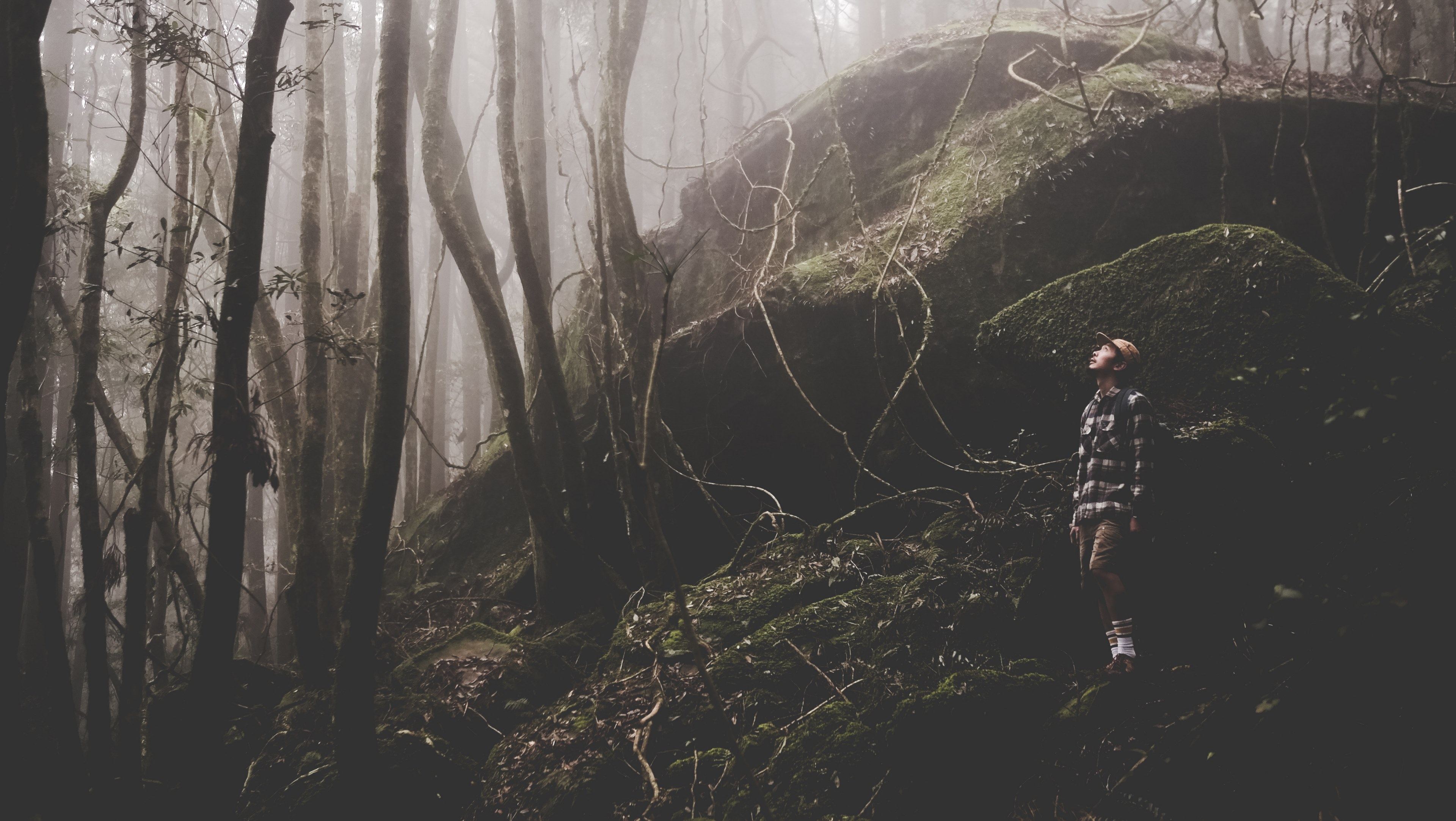 a male hiker looks up while standing on mossy rocks in a fog shrouded forest, hiker looking at the treetops 4k, HD Wallpaper