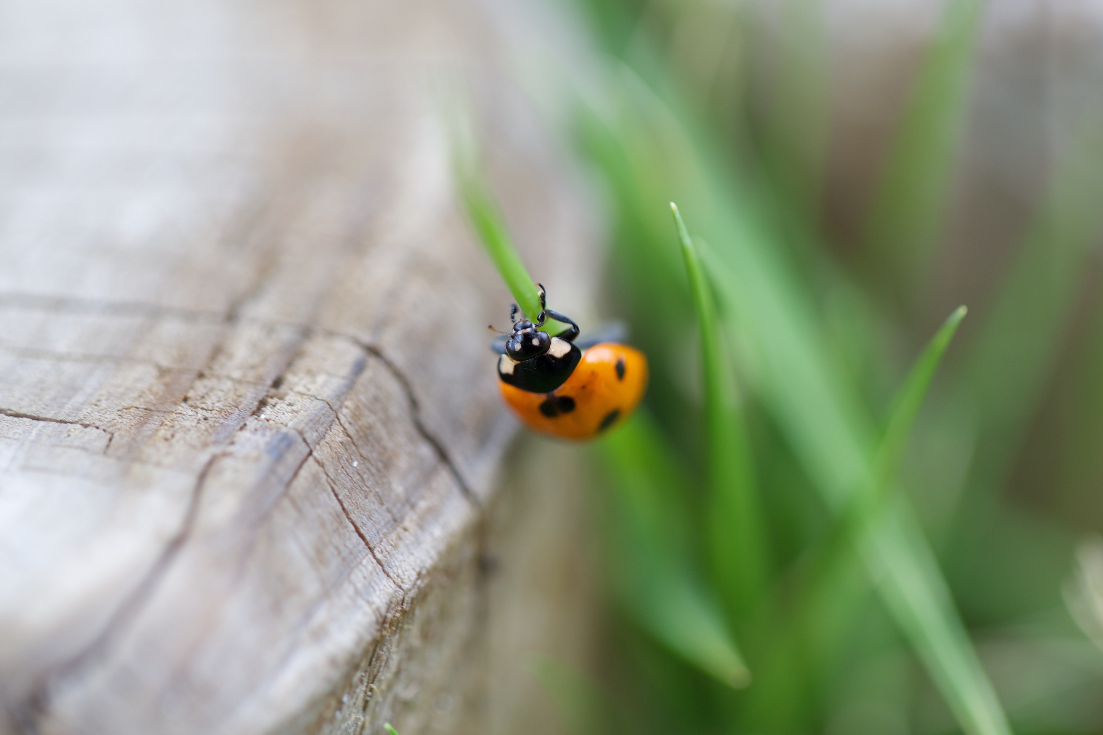 color botanical wildlife and animal 4k, HD Wallpaper