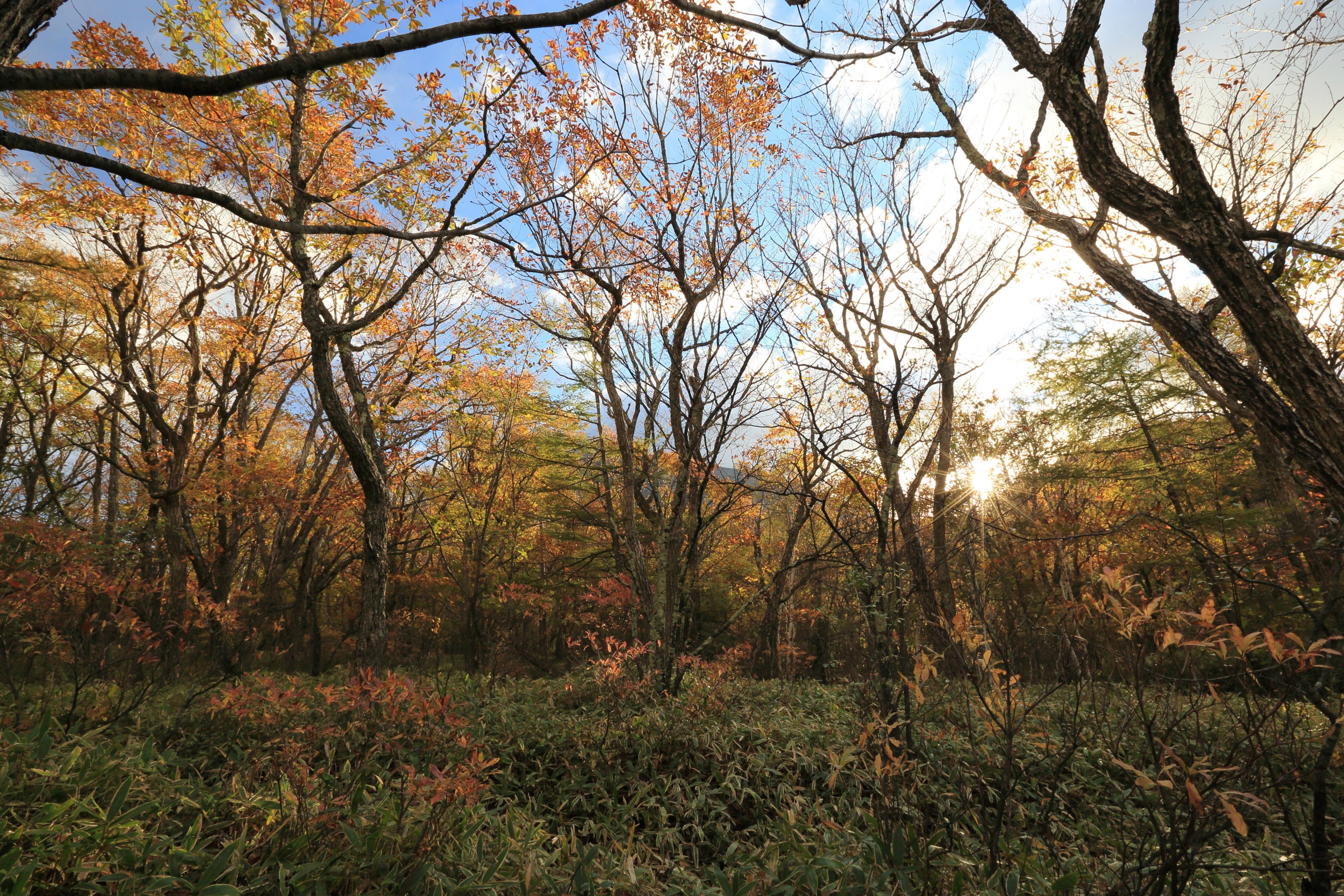 branch wood outdoor and tree 4k, HD Wallpaper