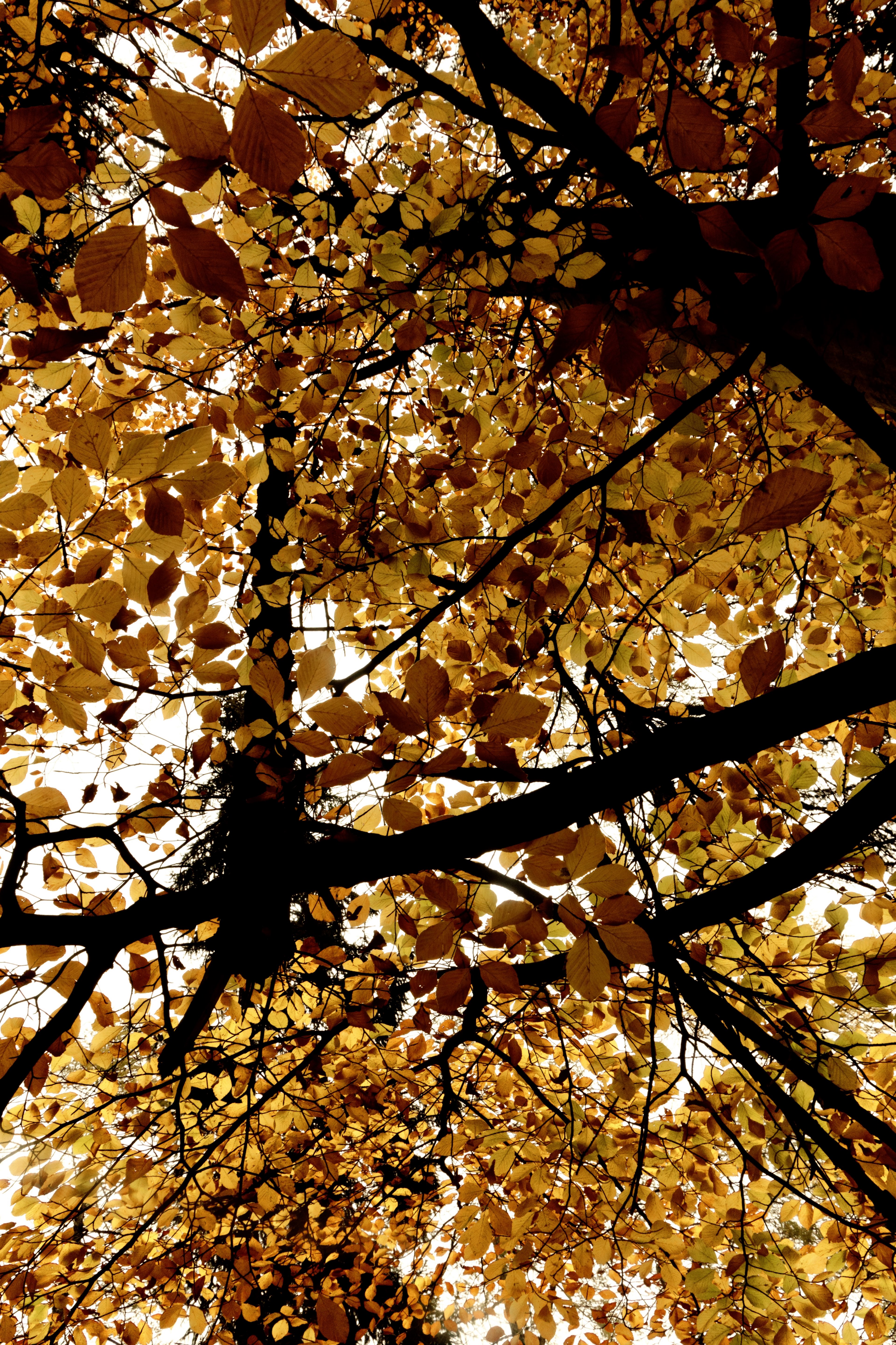 leaf yellow tree and fall hd, 4k, Phone HD Wallpaper