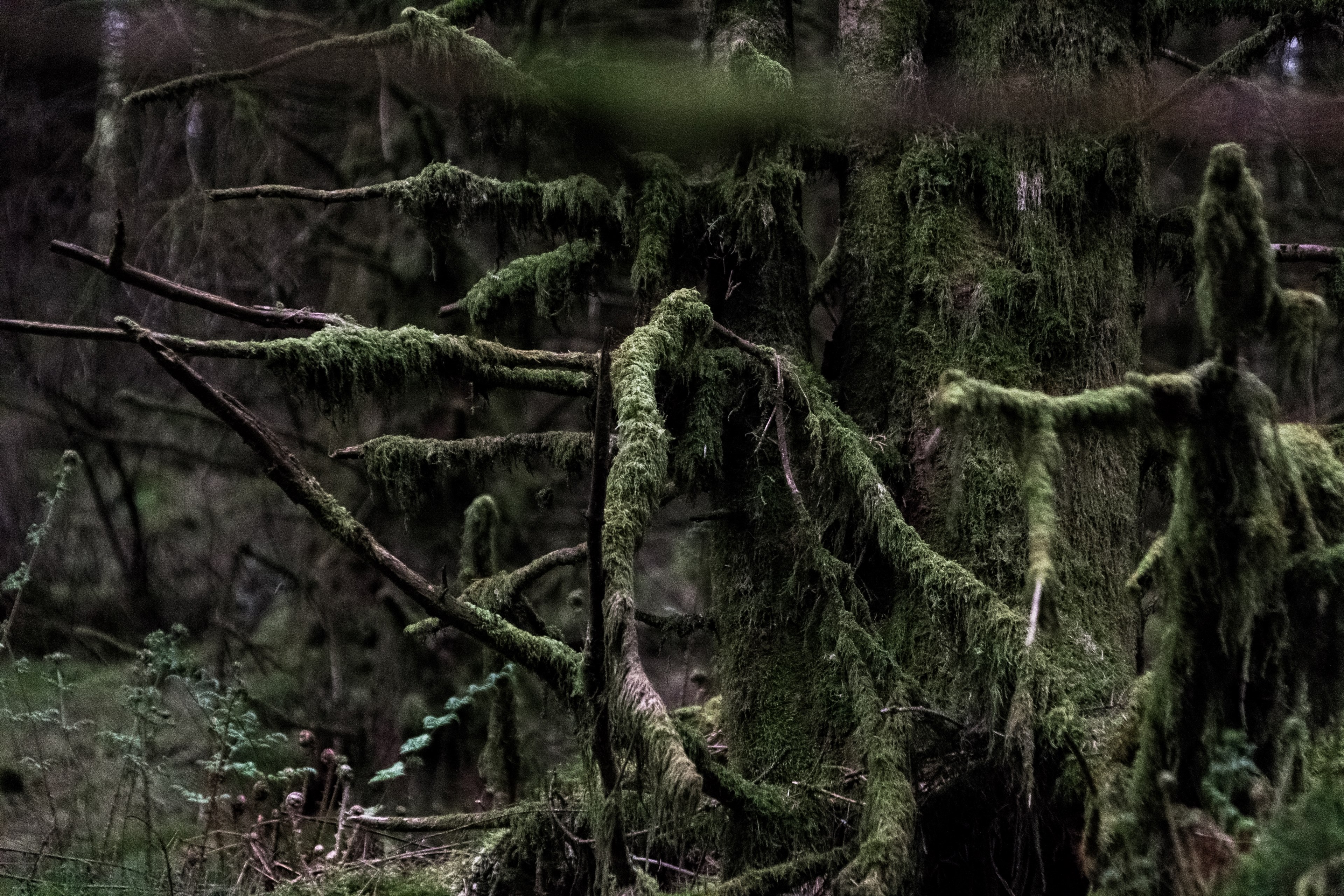 tree forest nature and moss 4k, HD Wallpaper