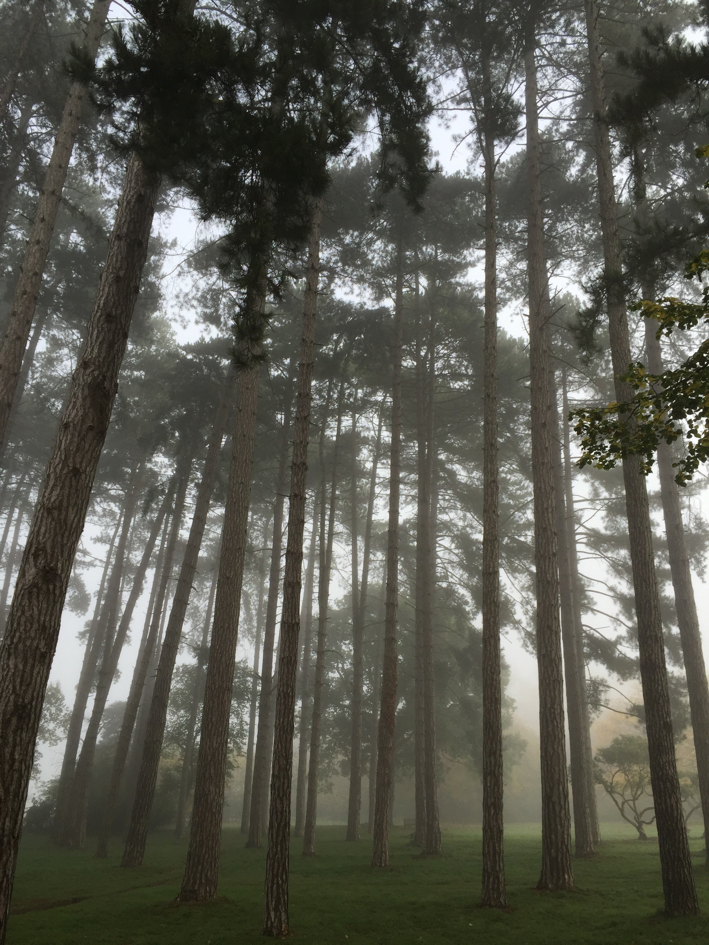 tree forest fog and mist hd, 4k, Phone HD Wallpaper