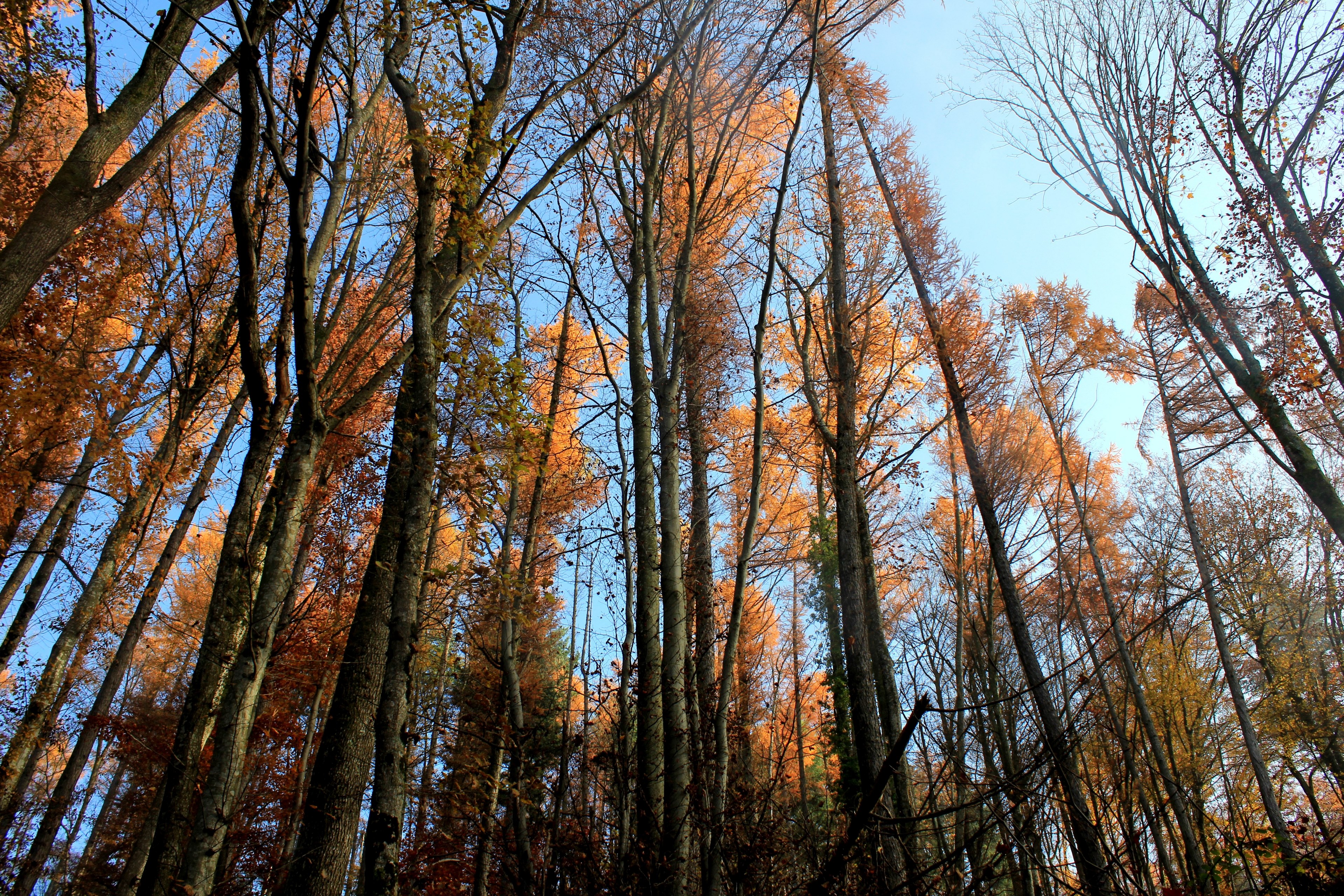 outdoor wood branch and tree 4k, HD Wallpaper