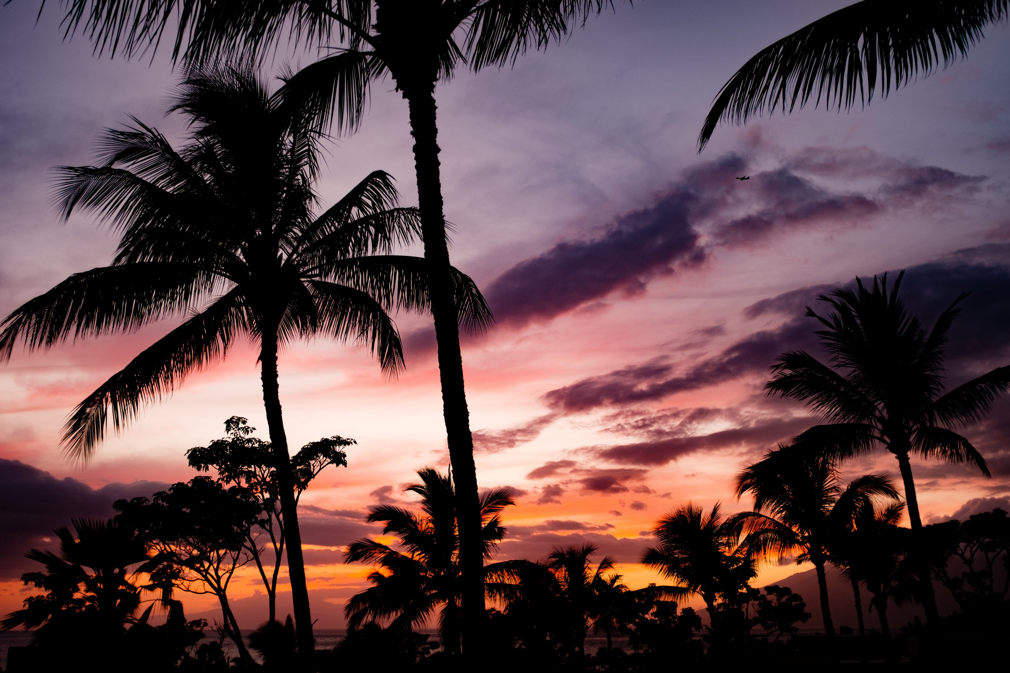 tropic outdoor tree and palm 4k, HD Wallpaper