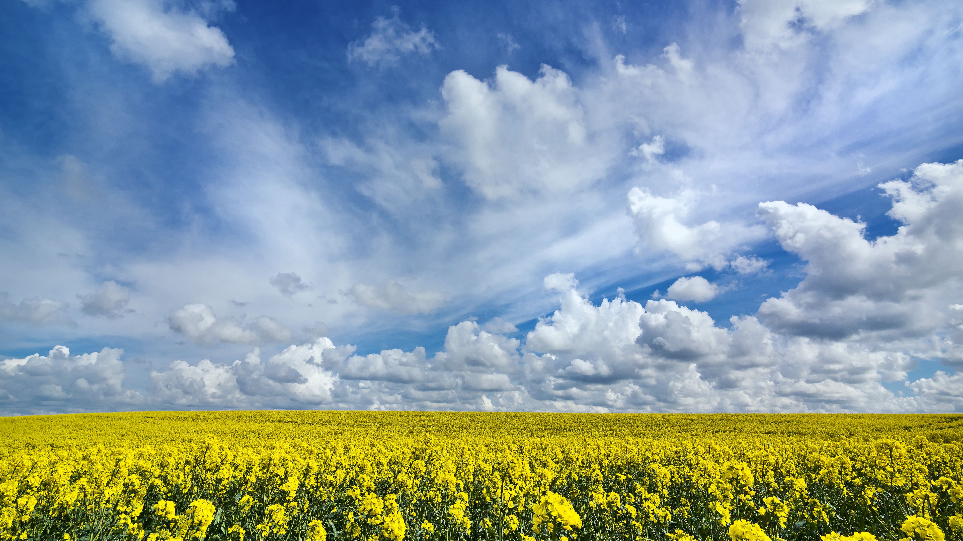 field, flowers, horizon, 4k, HD Wallpaper