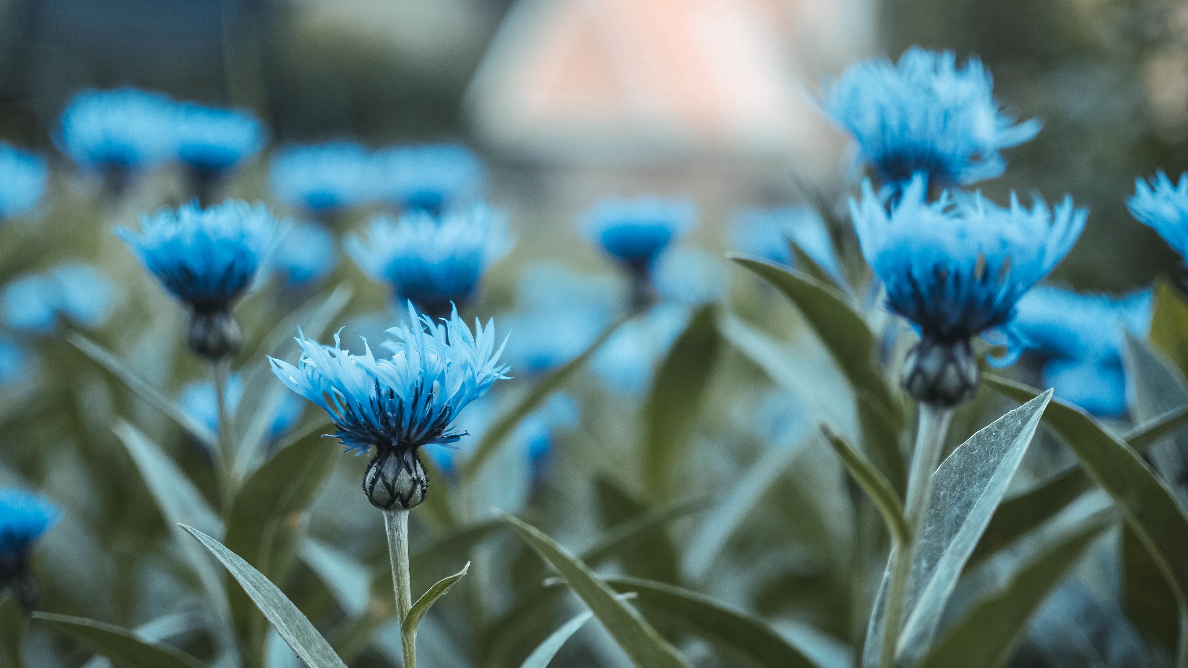 flowers, field, flower buds, 4k, HD Wallpaper