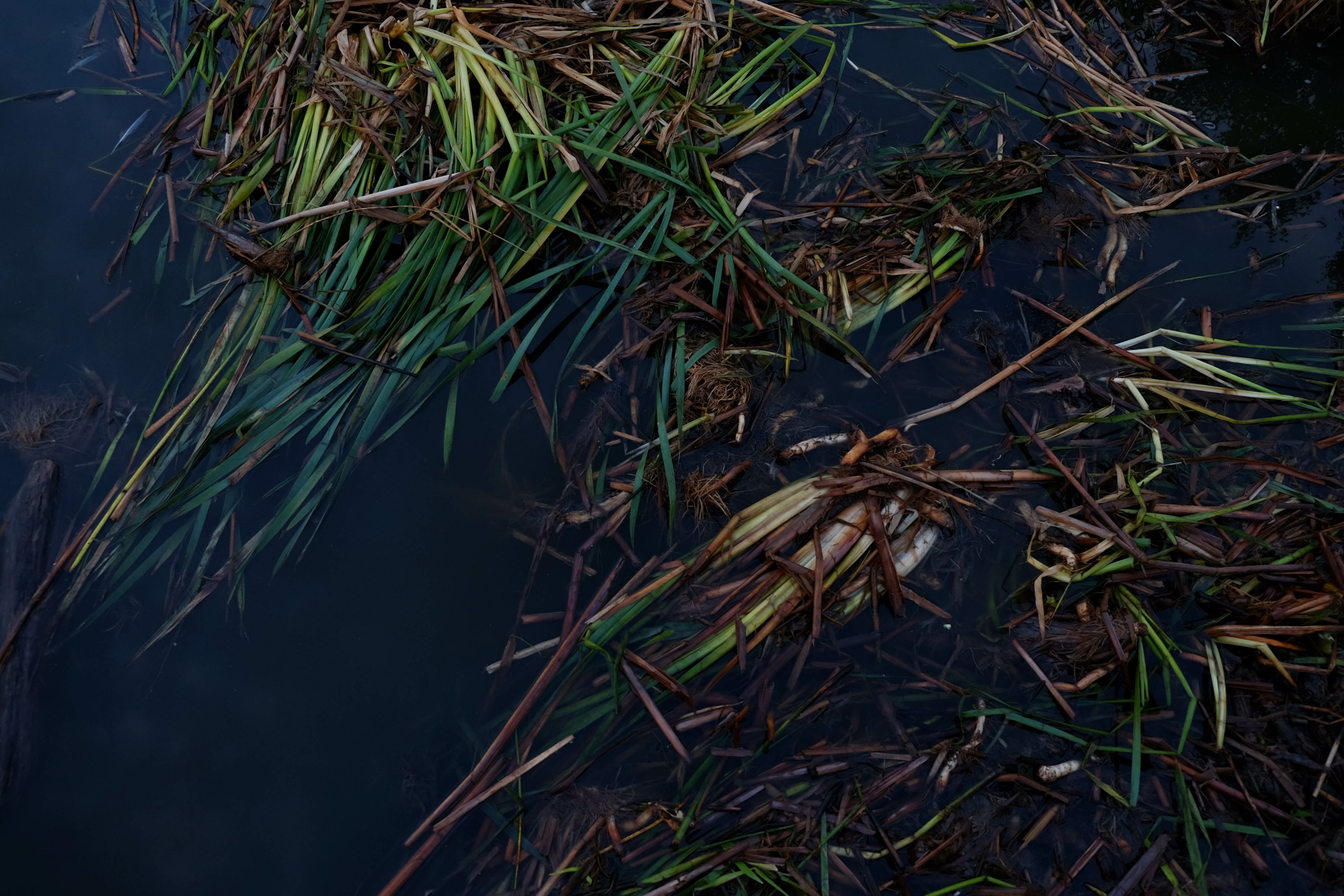 grass in shape or shape in grass 4k, HD Wallpaper