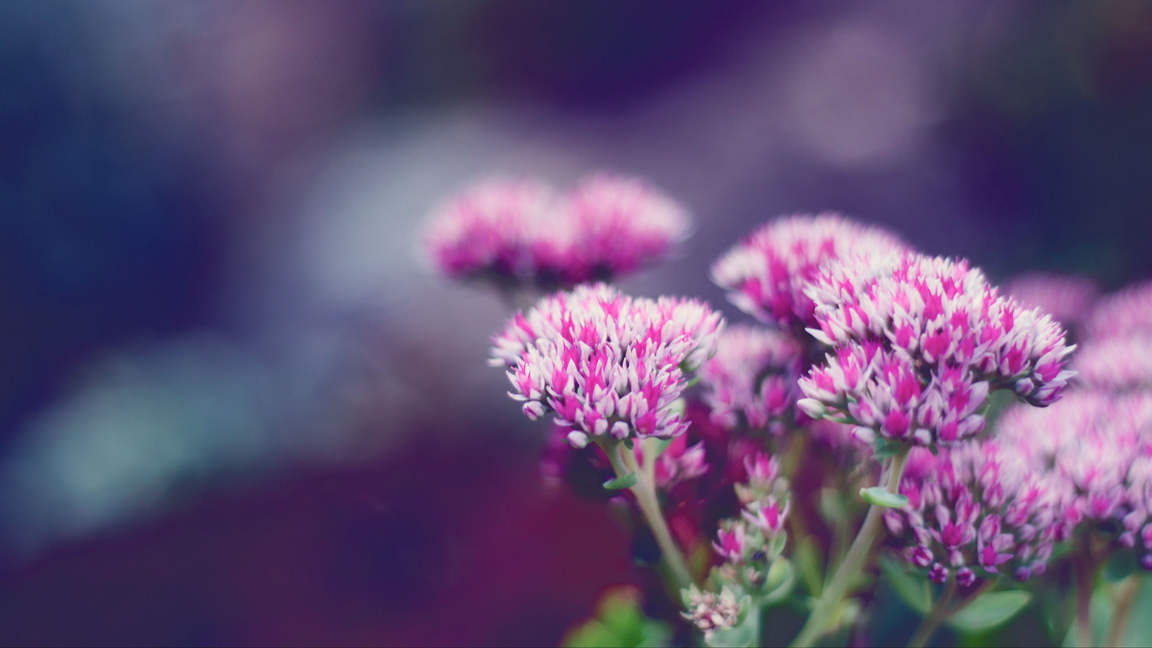 flower, macro, blurring, 4k, HD Wallpaper