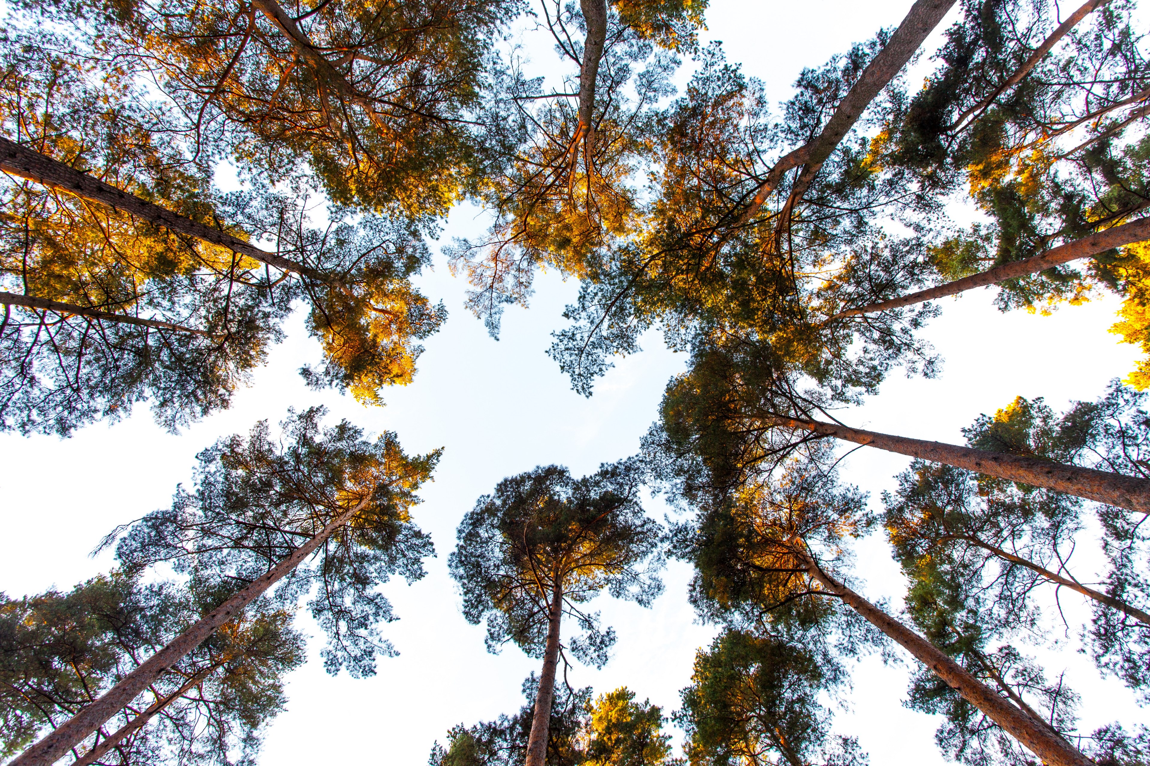 forest treetop and tree 4k, HD Wallpaper