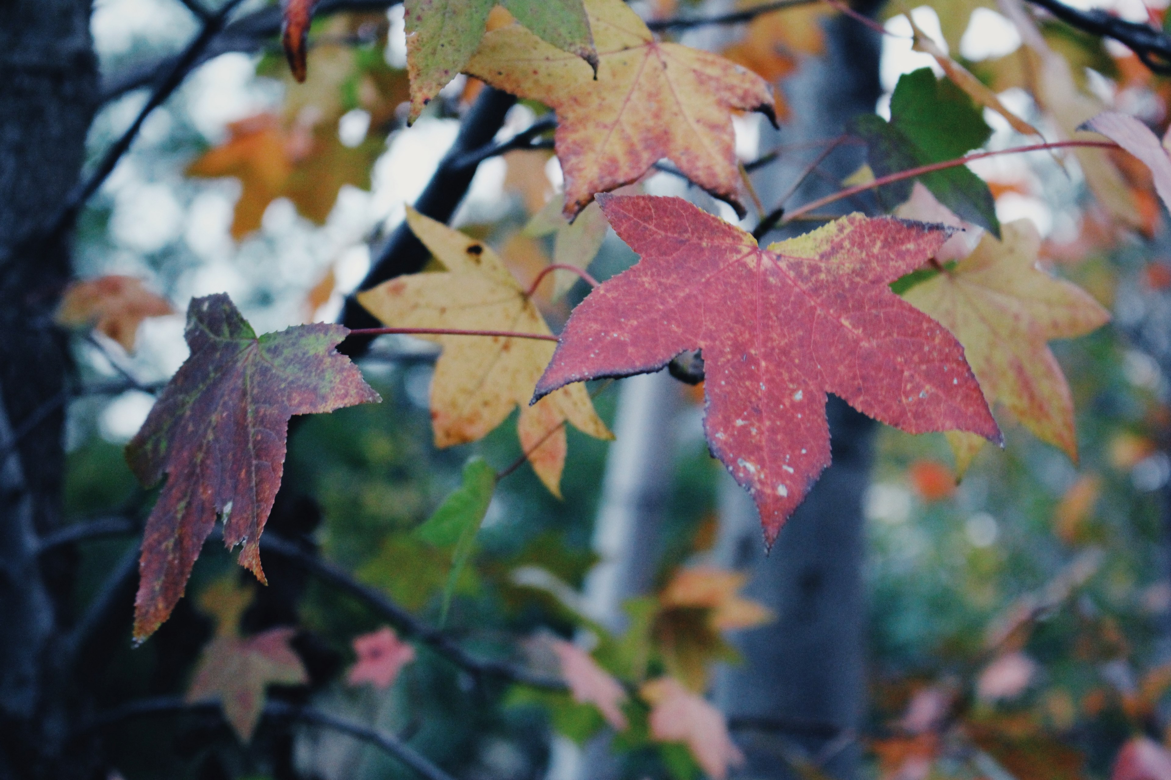 tree season decoration and growth 4k, HD Wallpaper