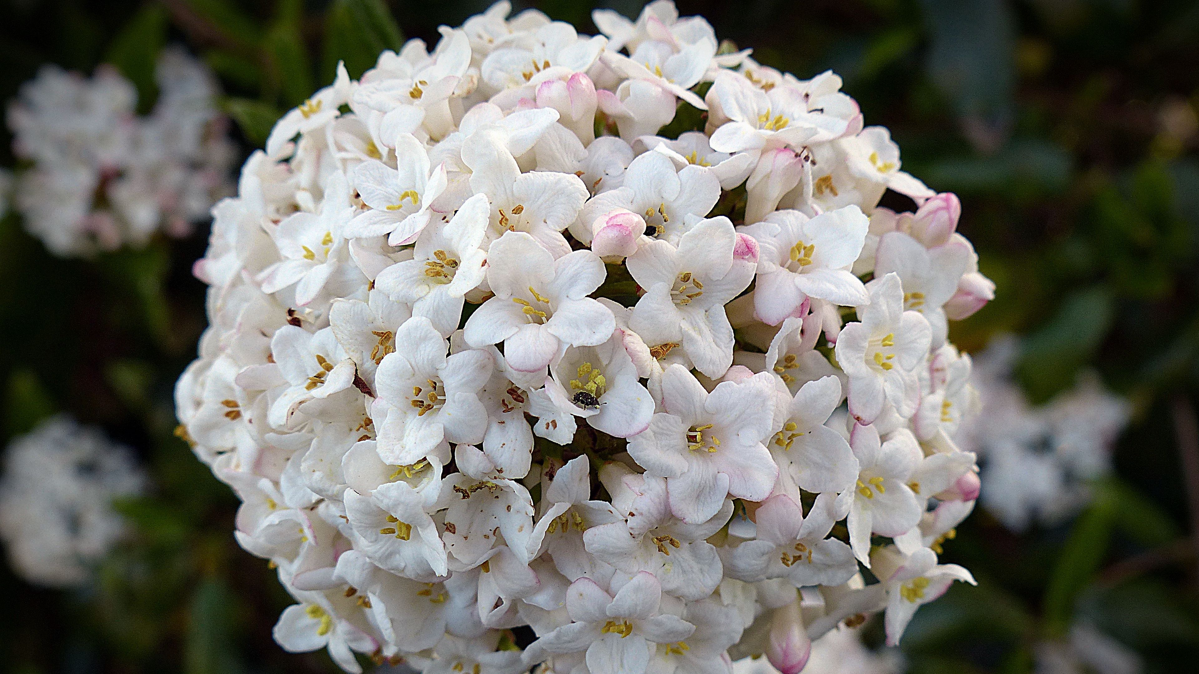 flowers, buds, petals, 4k, HD Wallpaper