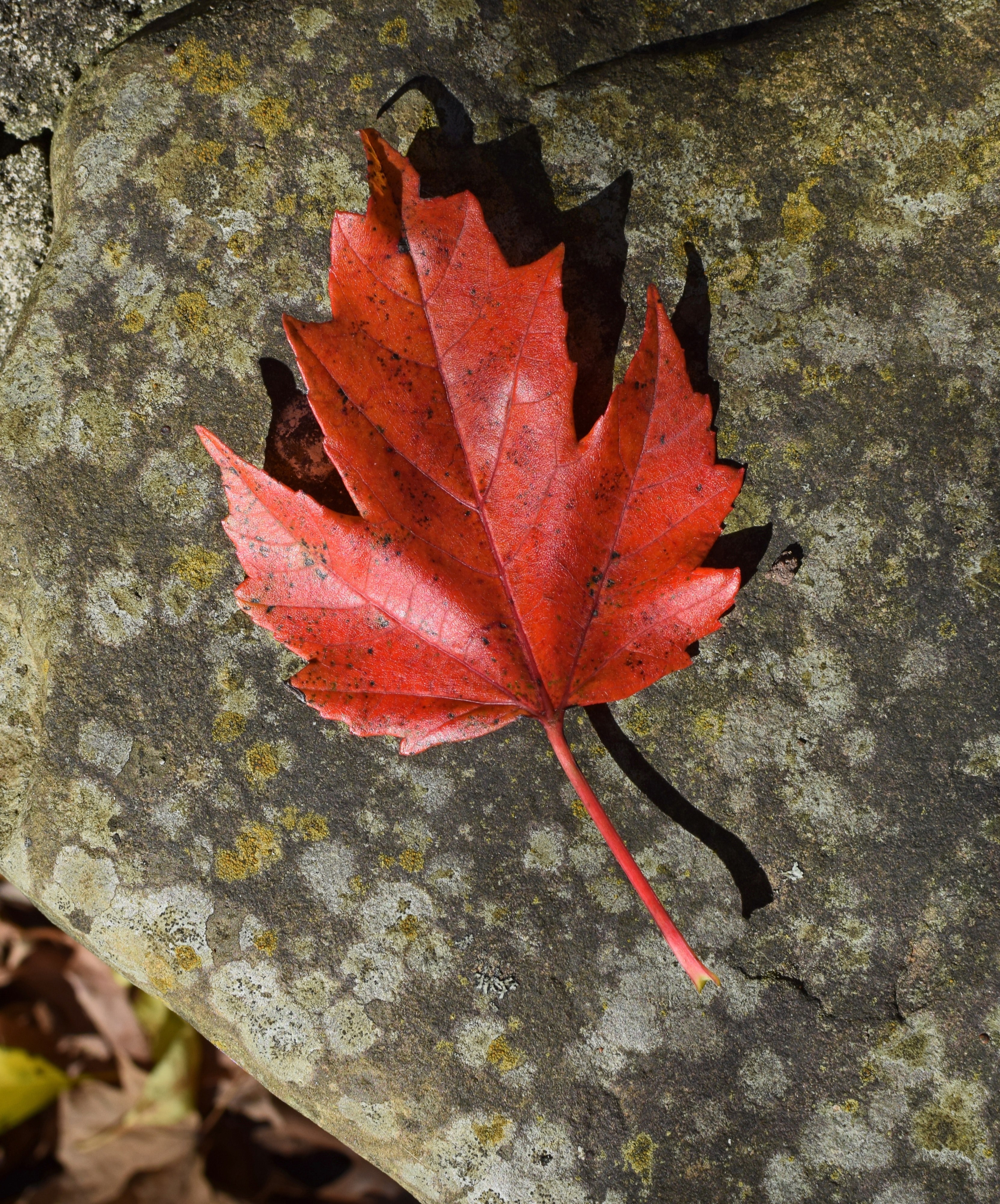 sugar maple leaf on rock 4k, Phone HD Wallpaper