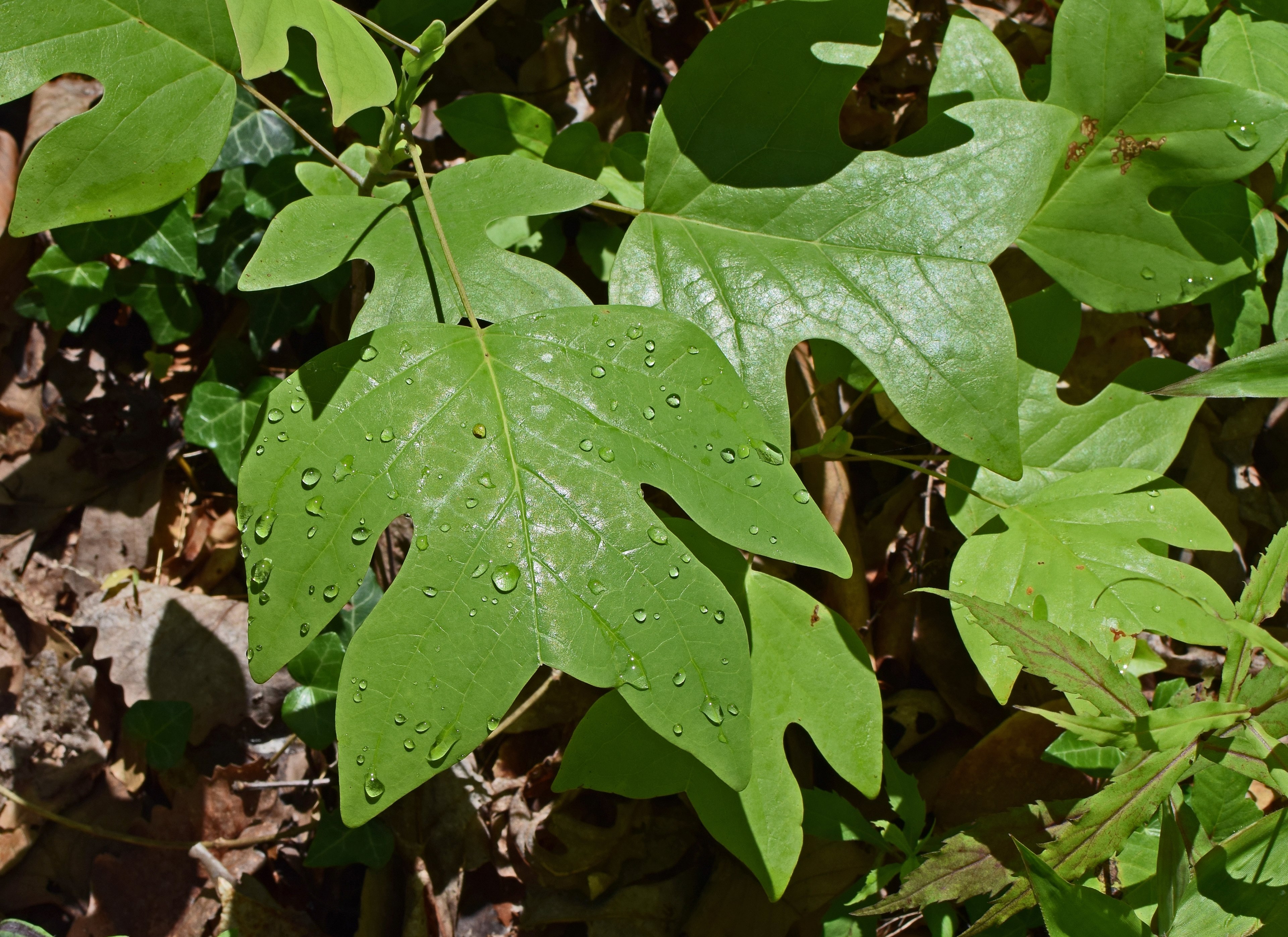 rain wet tulip tree poplar seedling 4k, HD Wallpaper