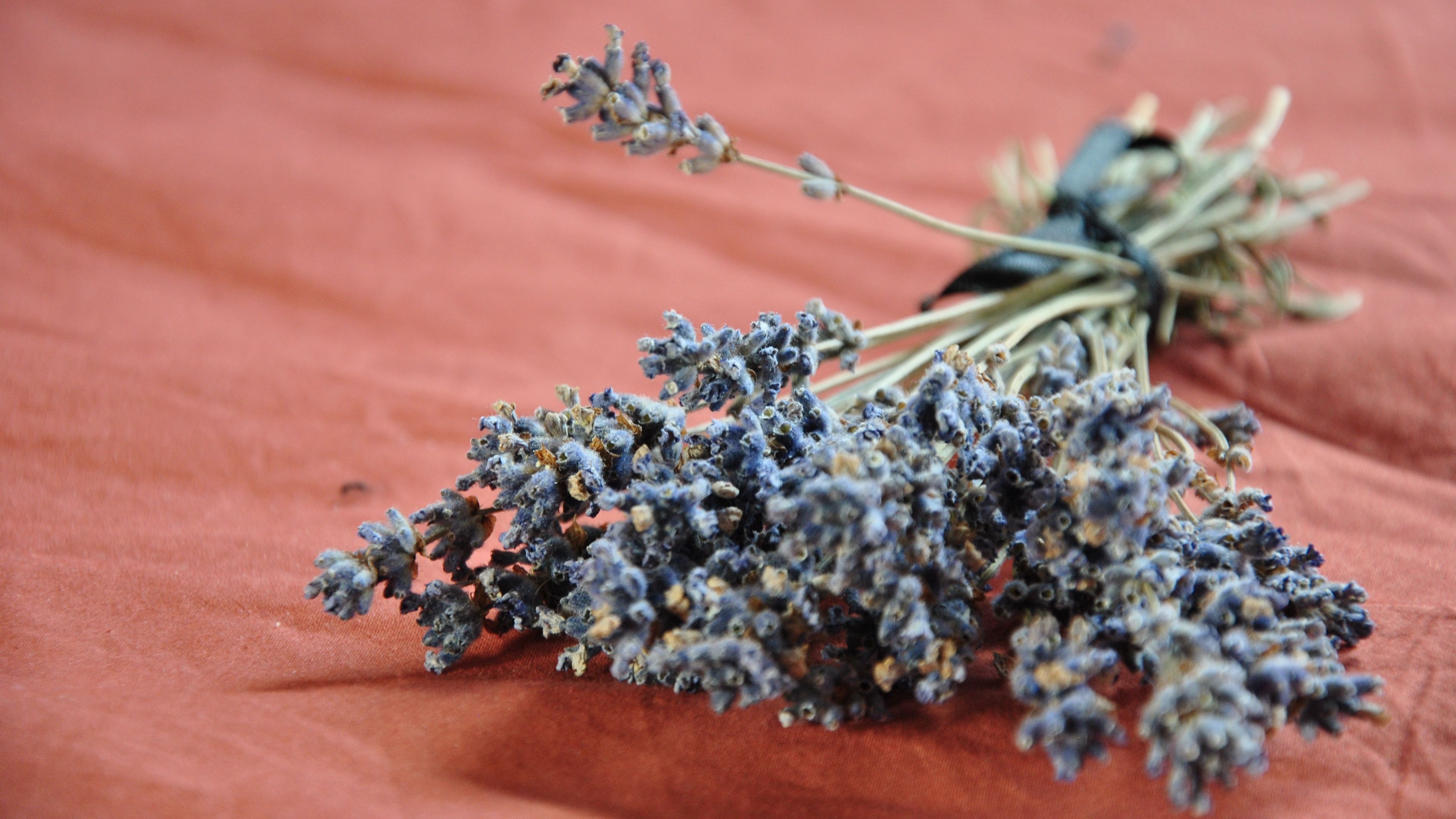 lavender, flowers, flower, 4k, HD Wallpaper
