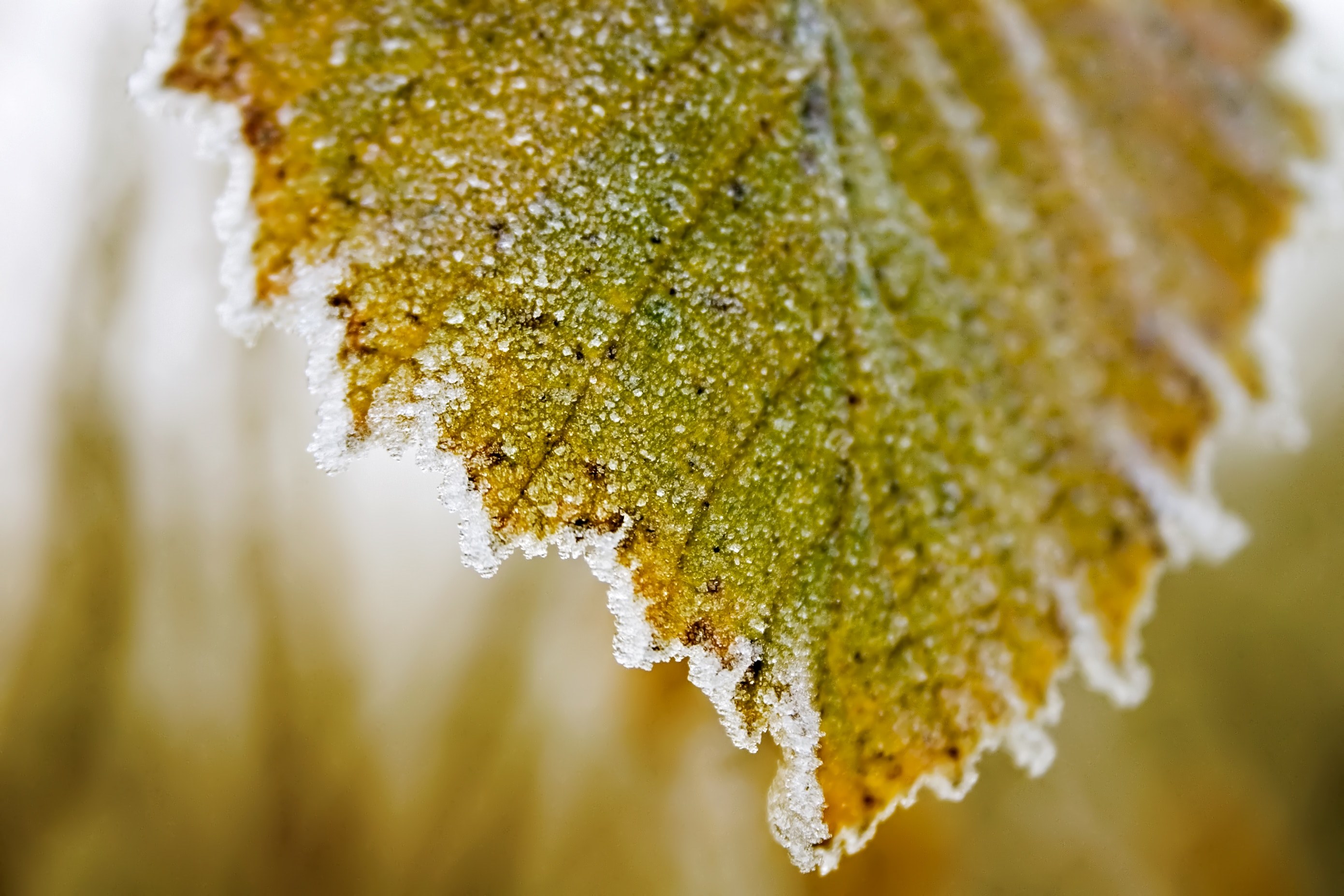 frost leaf frozen and ice 4k, HD Wallpaper