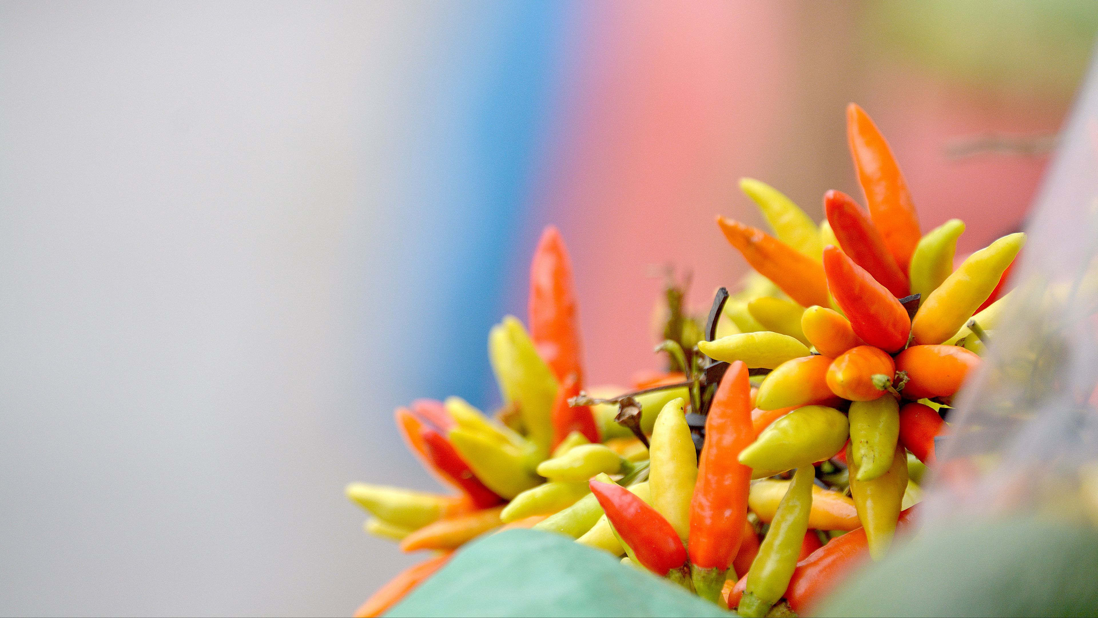 chili, tegucigalpa, honduras, 4k, HD Wallpaper