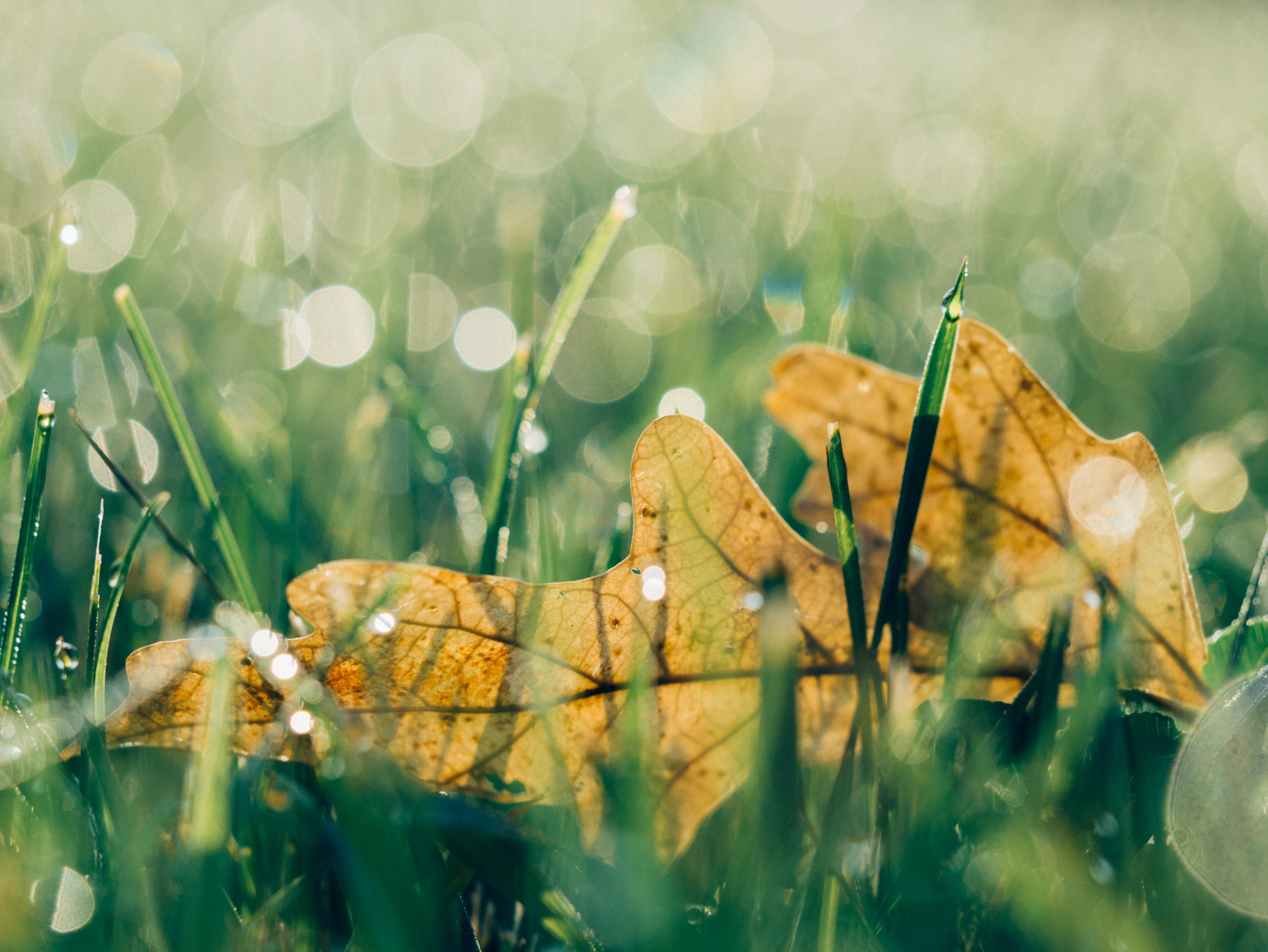 brown leaves fallen in a dewy grassy field, signs of autumn 4k, HD Wallpaper