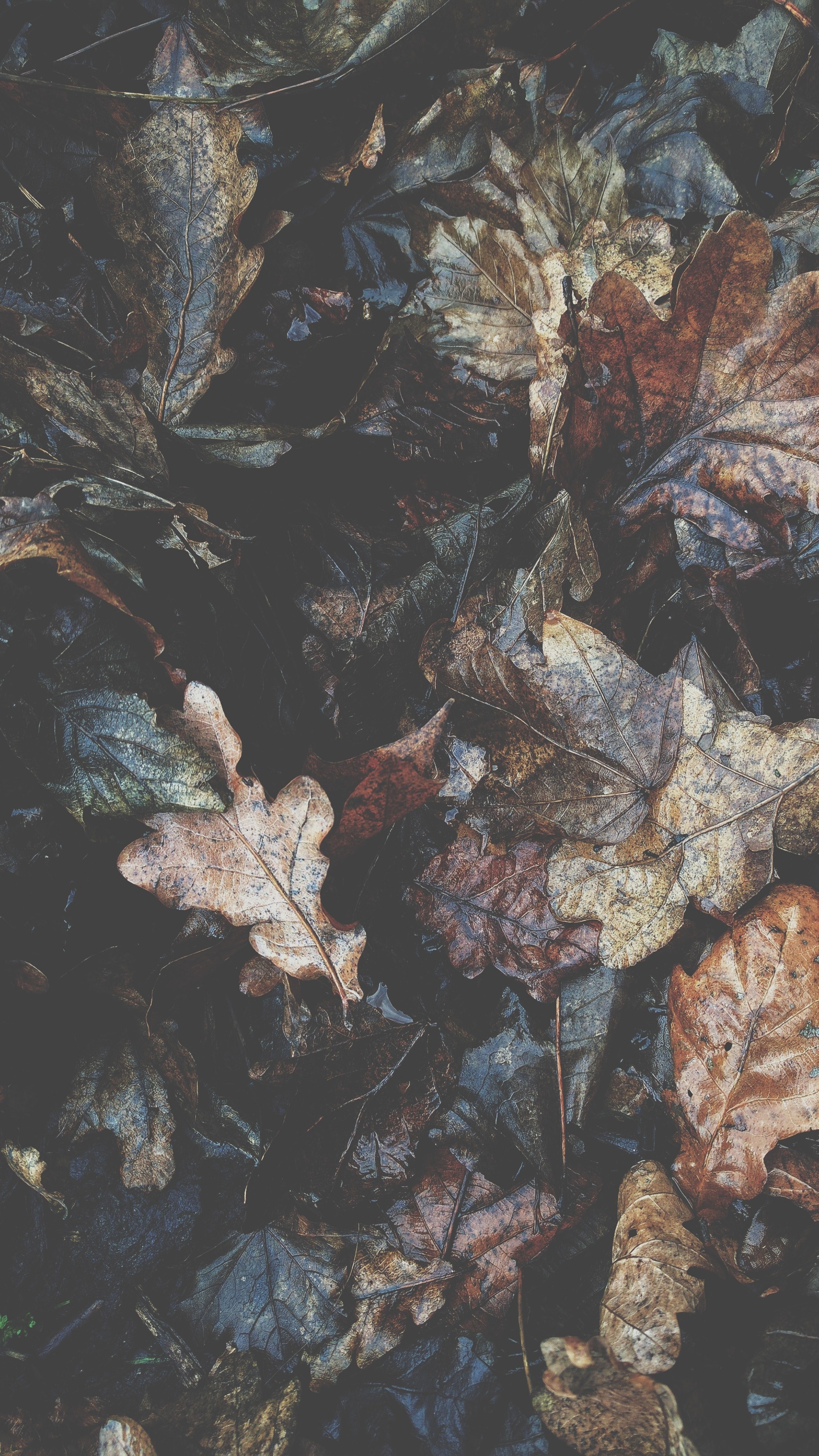 a bunch of autumn leaves, _fall leaves 4k, Phone HD Wallpaper