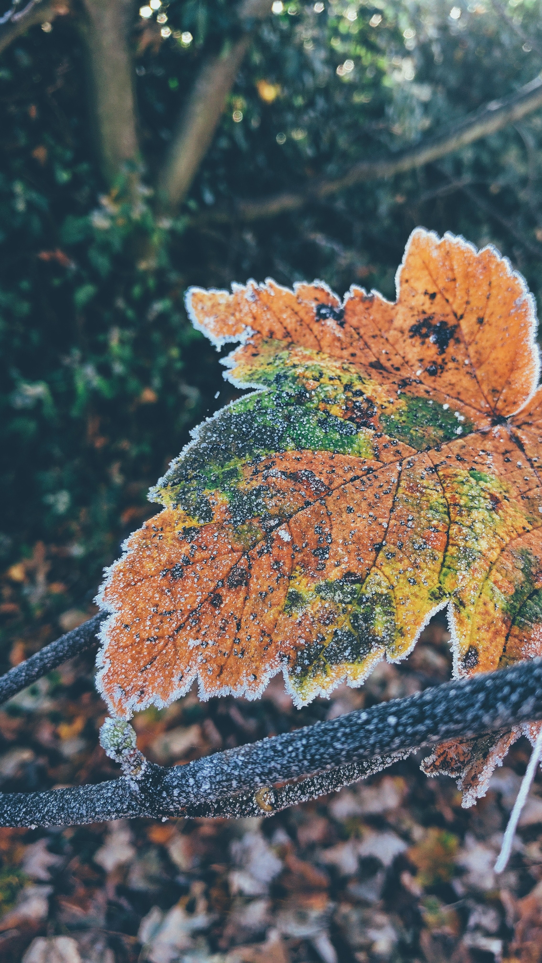 a leaf on the ground changing colors, _leaf changing colors 4k, Phone HD Wallpaper