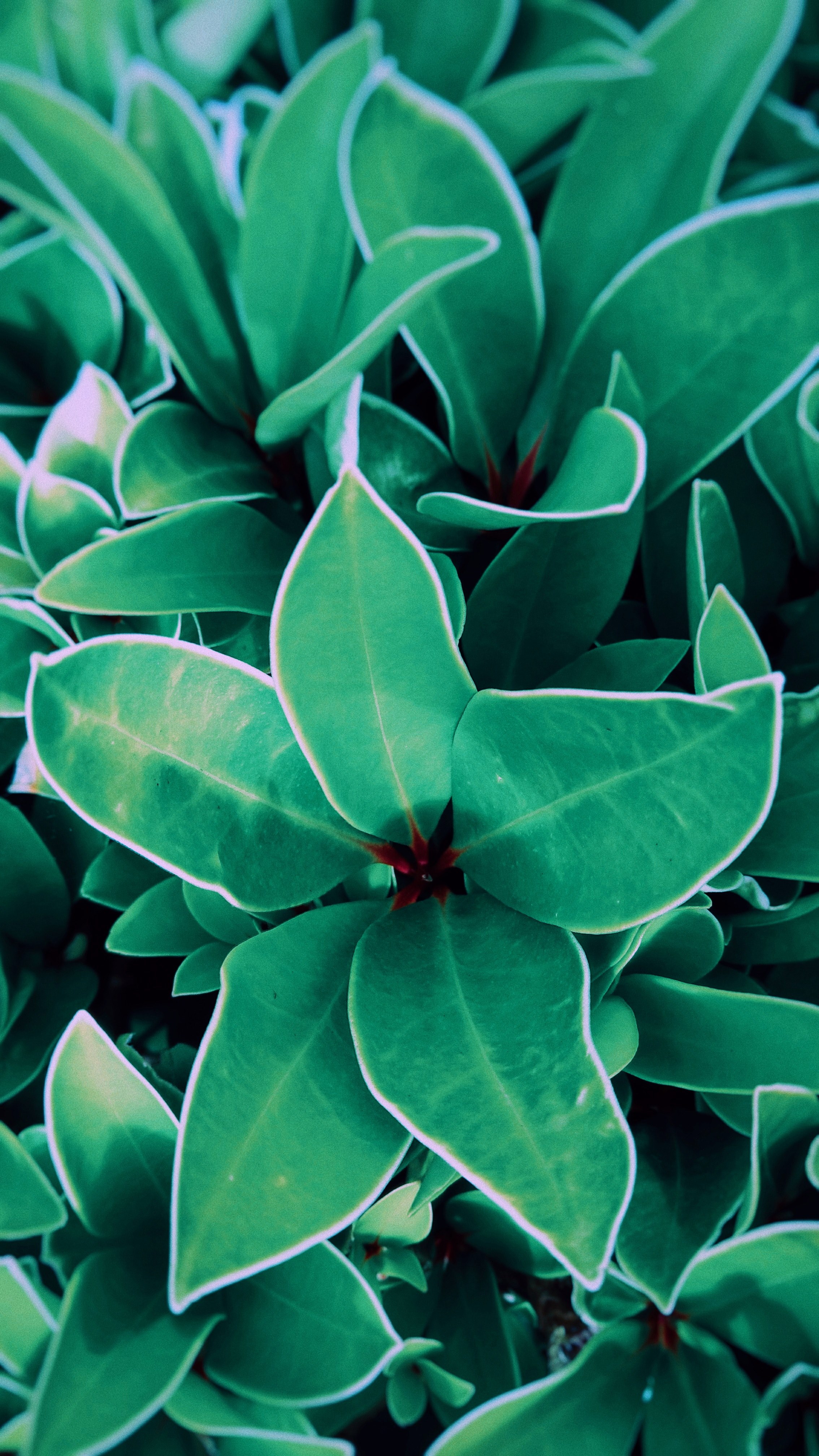 flower clean purity and gardening hd, 4k, Phone HD Wallpaper