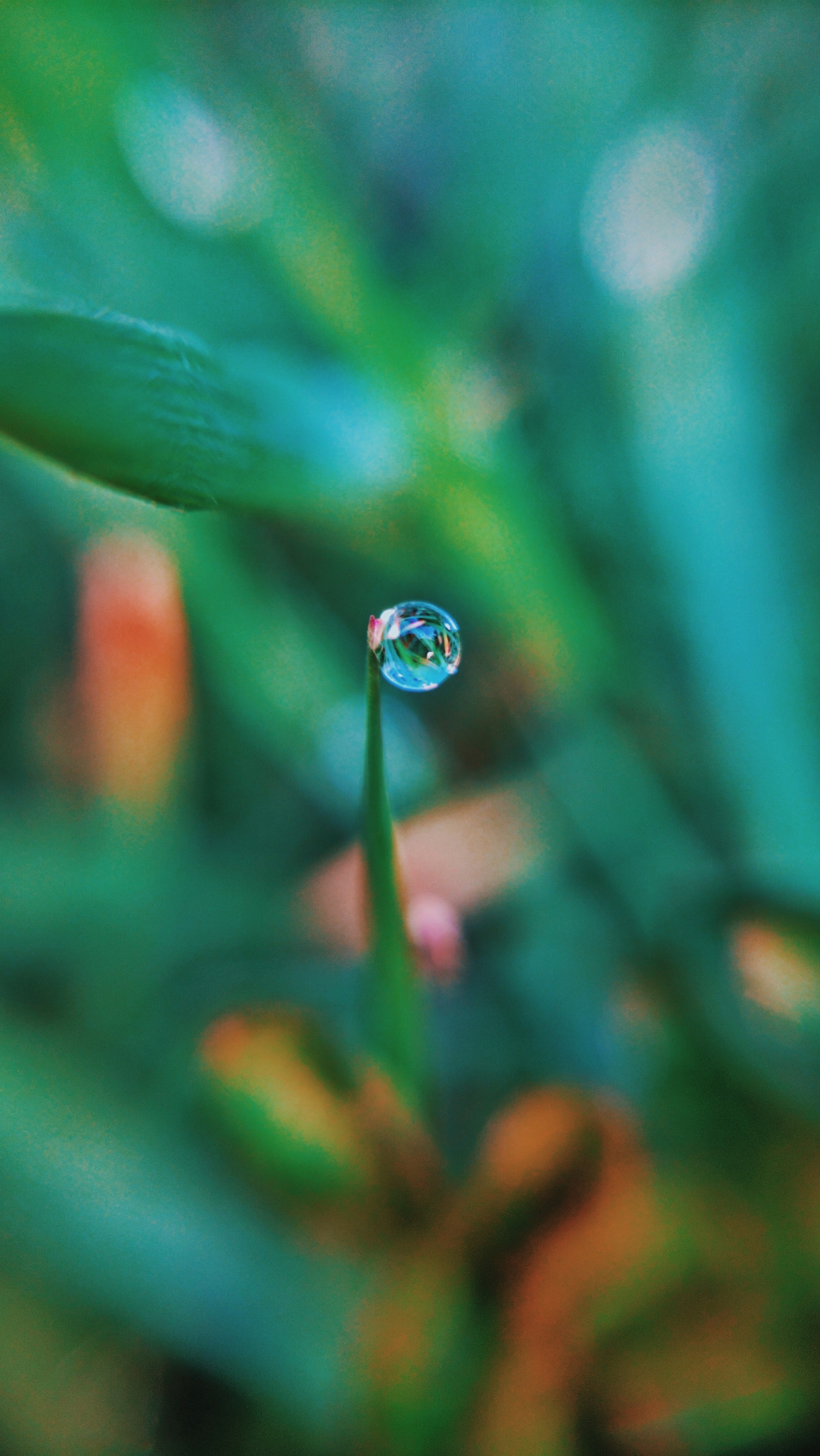 outdoor droplet drop and ornamental hd, 4k, Phone HD Wallpaper
