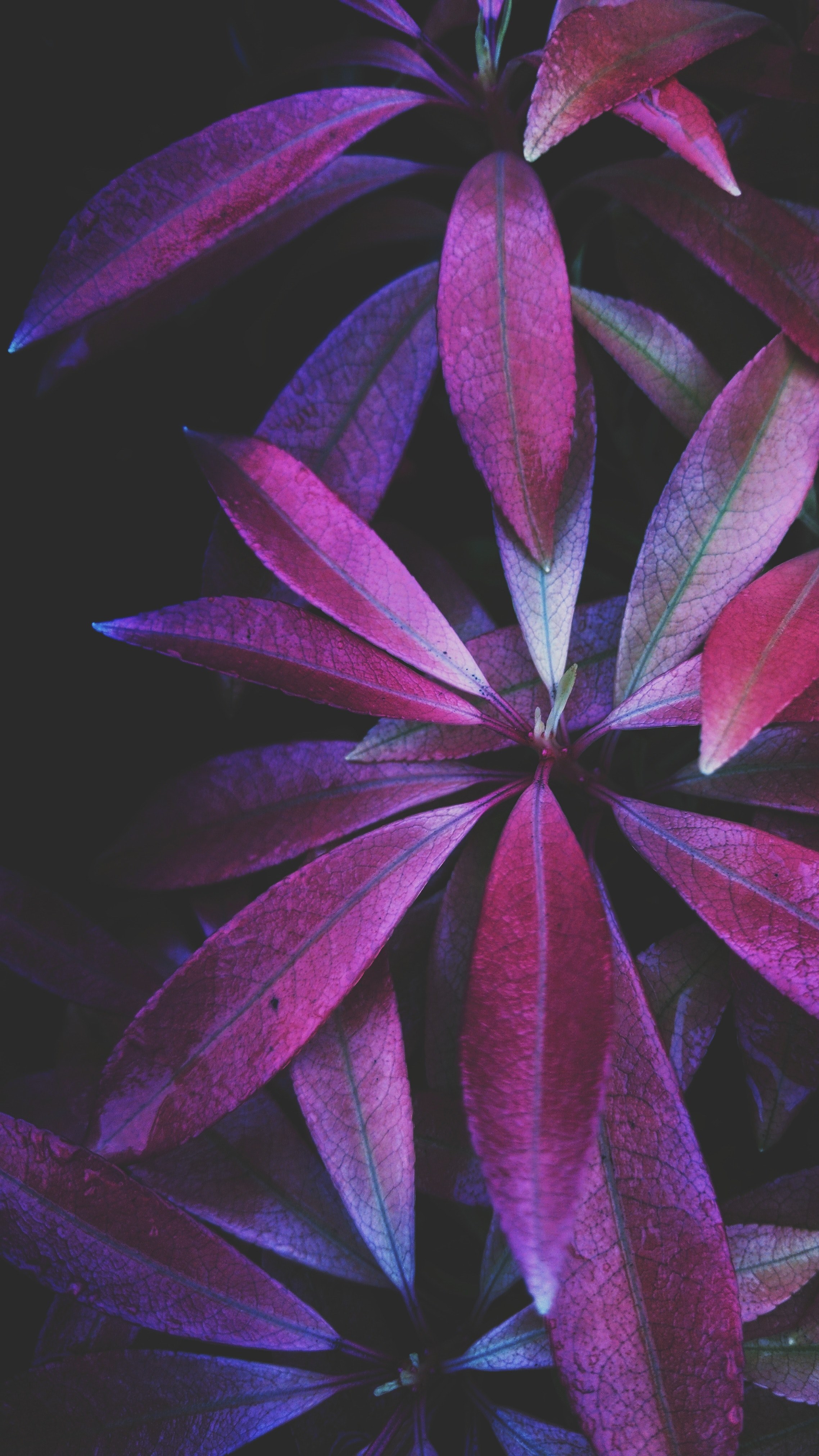 petal flower leafe and lavender hd, 4k, Phone HD Wallpaper