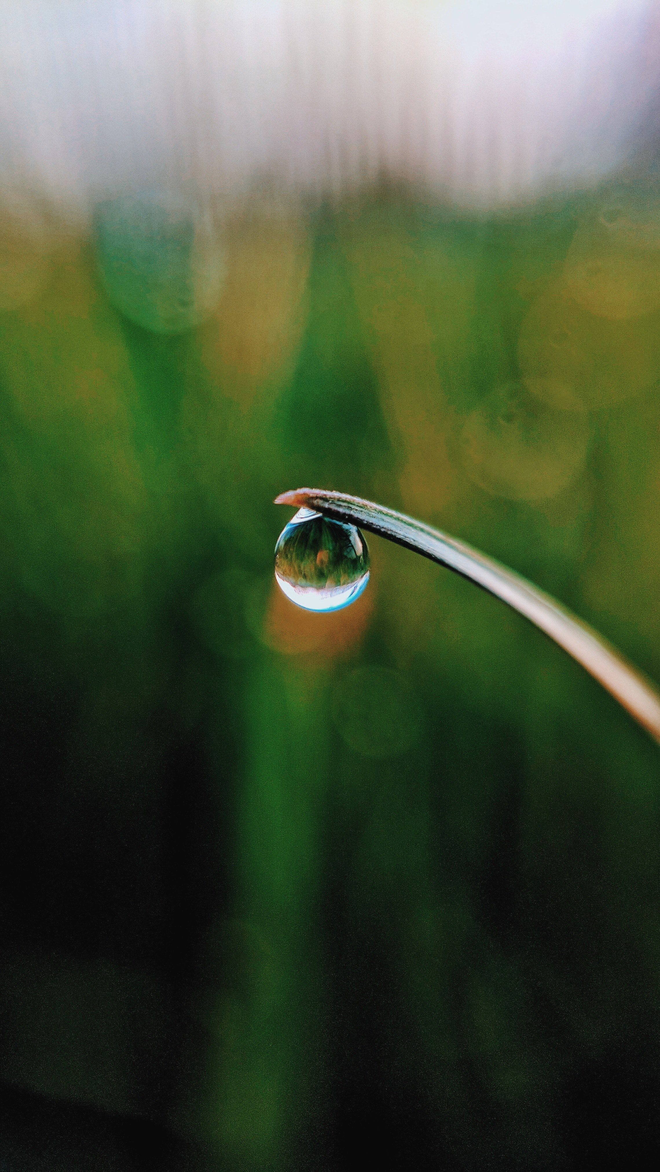 droplet drop morning and blade hd, 4k, Phone HD Wallpaper