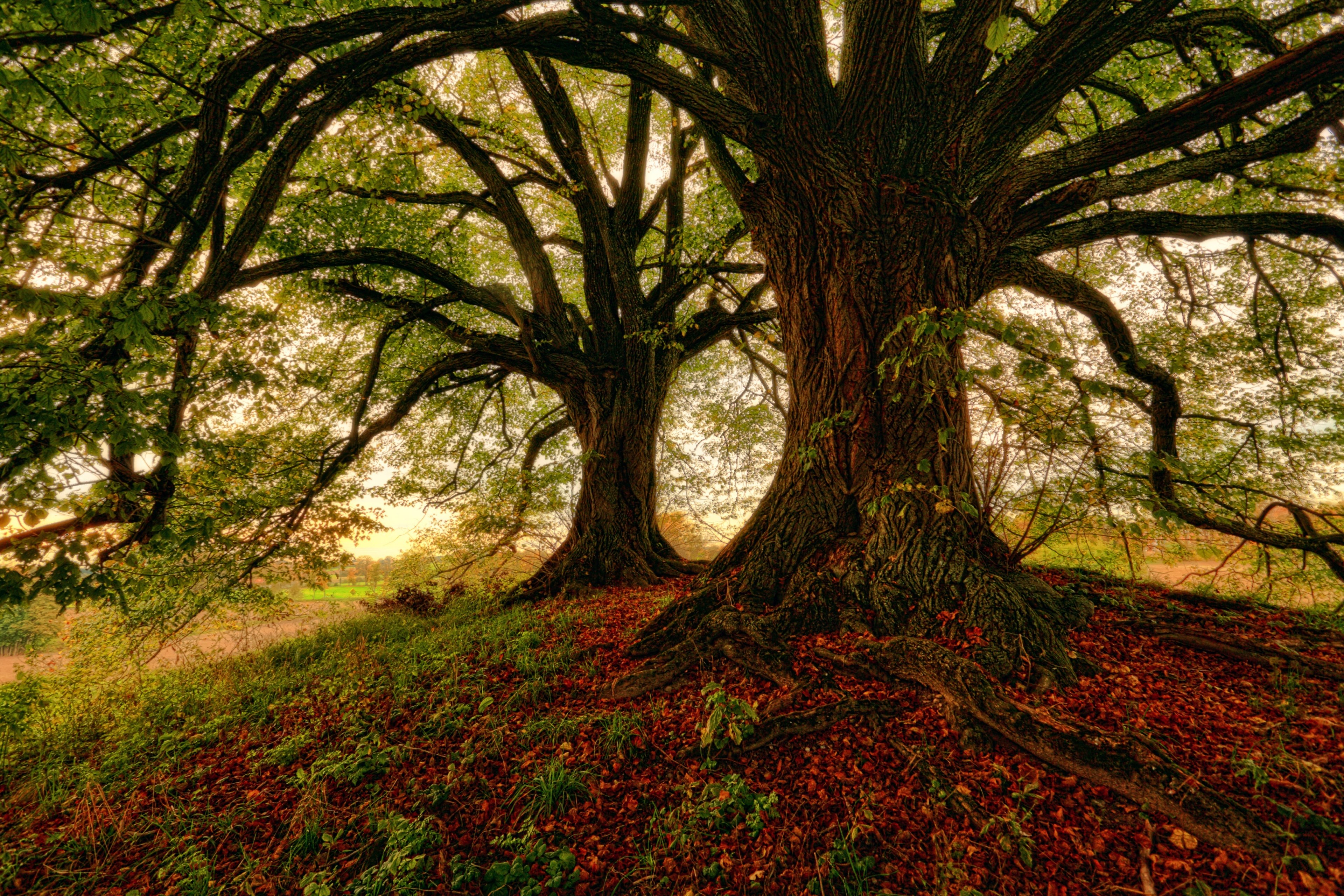 my hiding place 4k, HD Wallpaper
