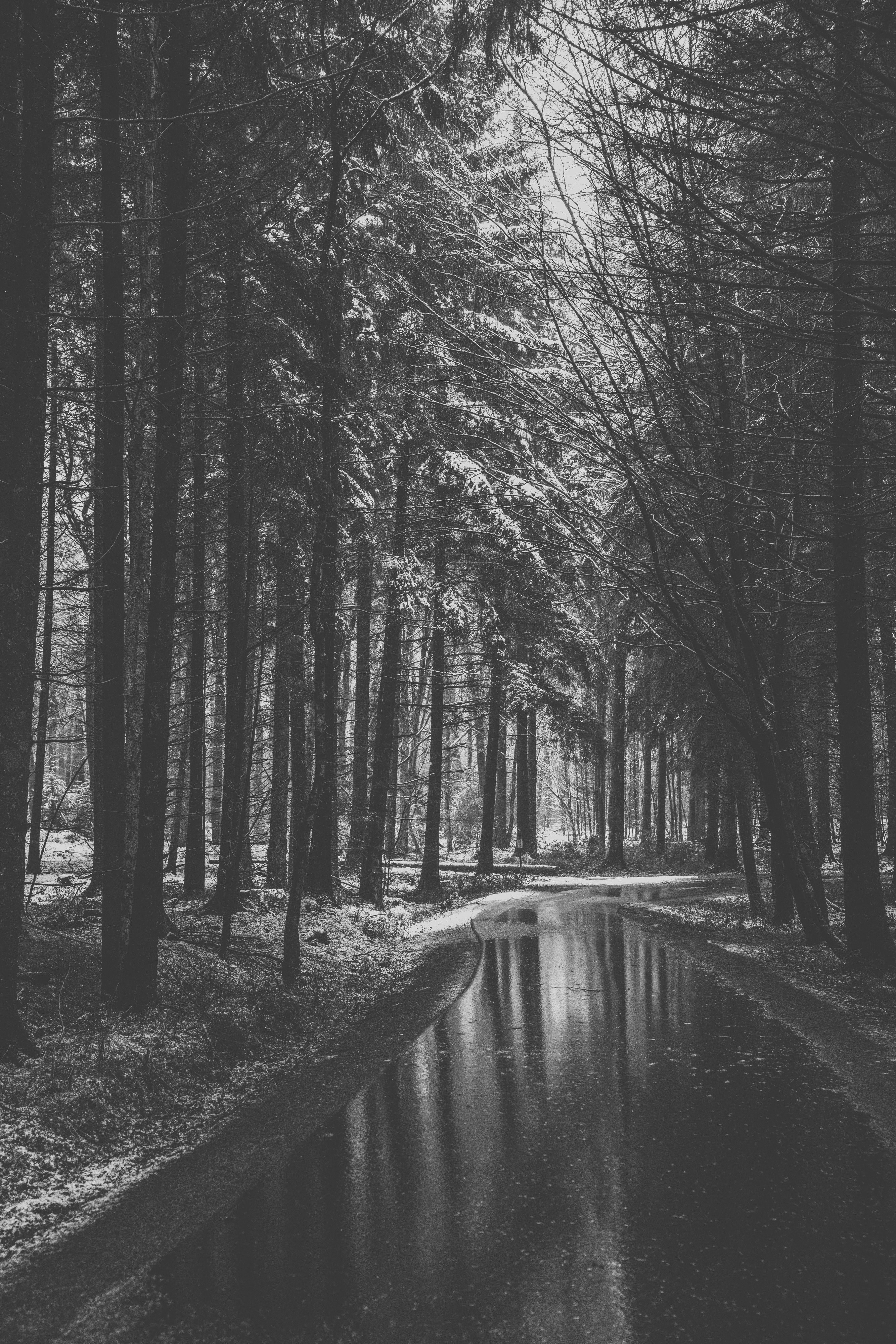 endless forests lightened 4k, Phone HD Wallpaper