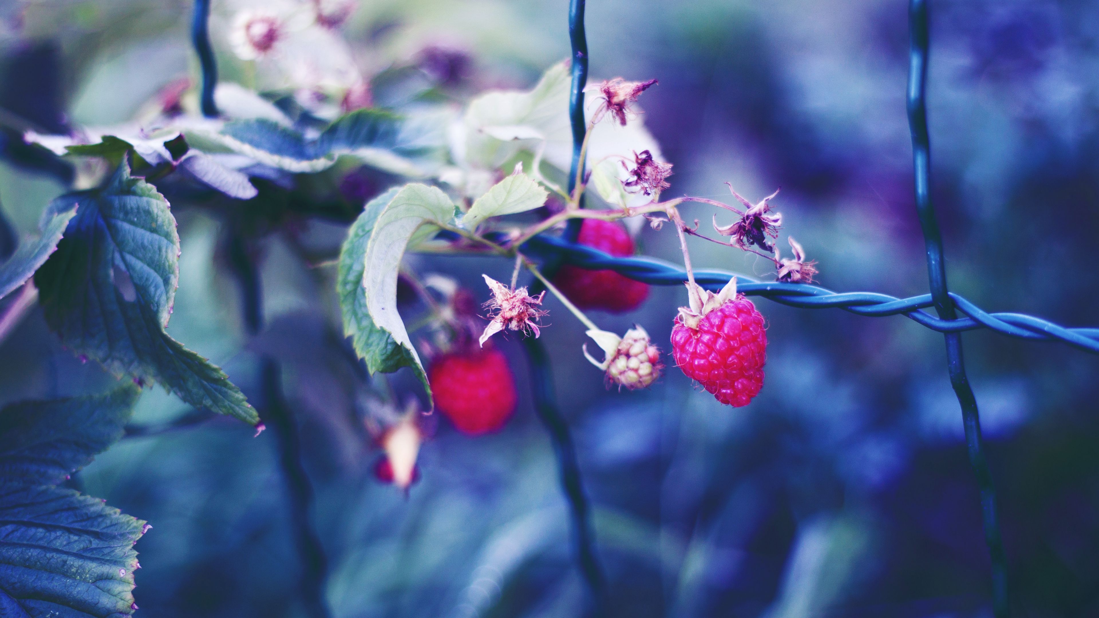 raspberries, berries, petals, close-up, 4k, HD Wallpaper