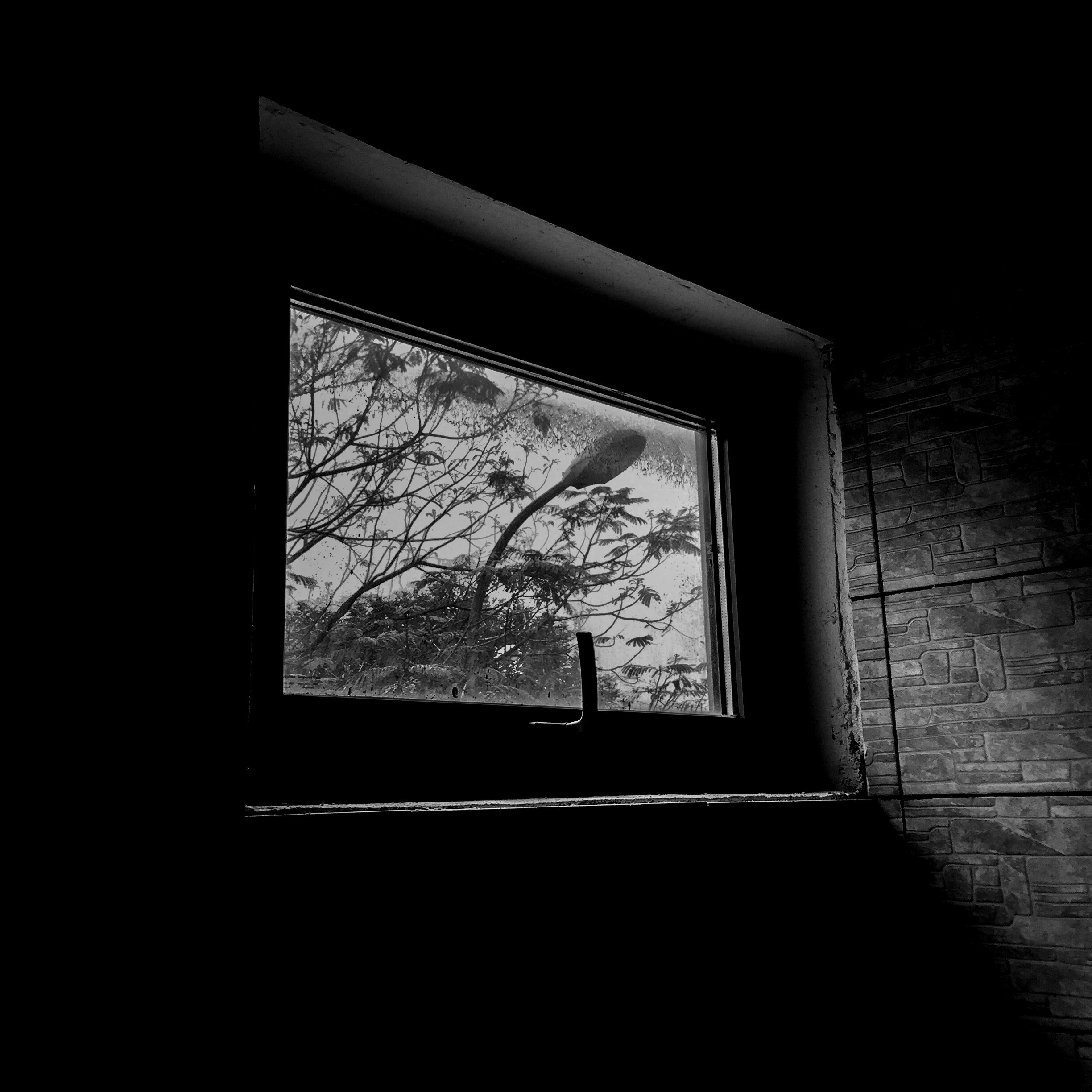 tree light lamp post and plant 4k, HD Wallpaper
