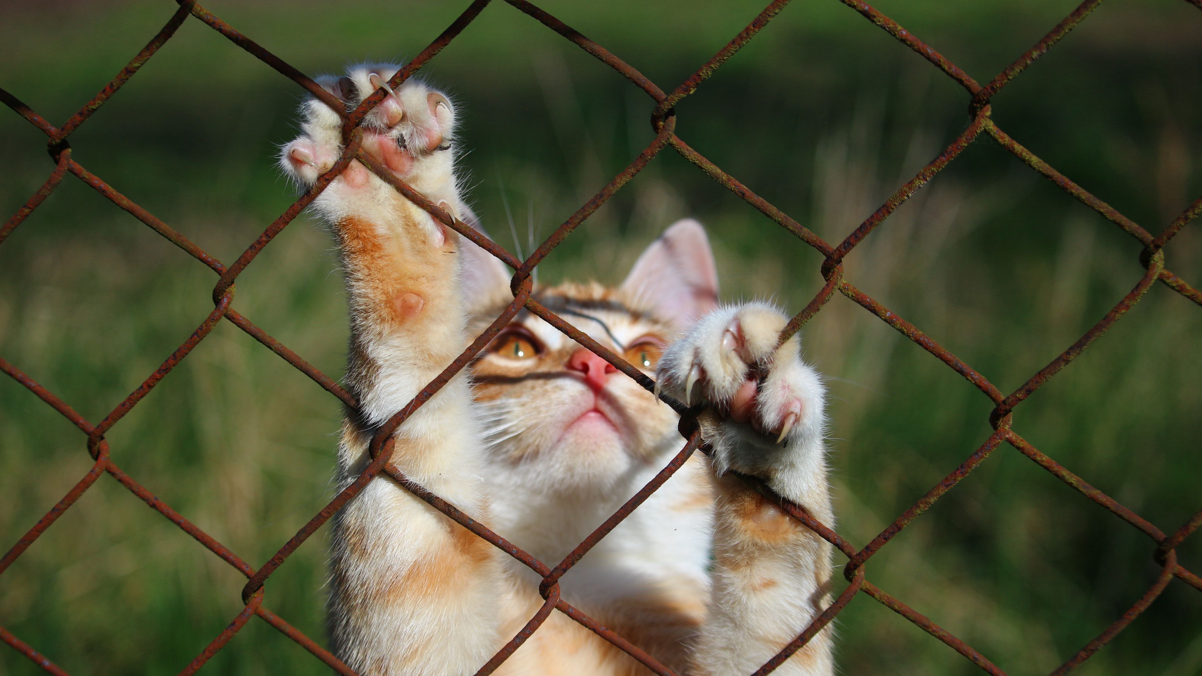 cat, mesh, playful, paws, 4k, HD Wallpaper