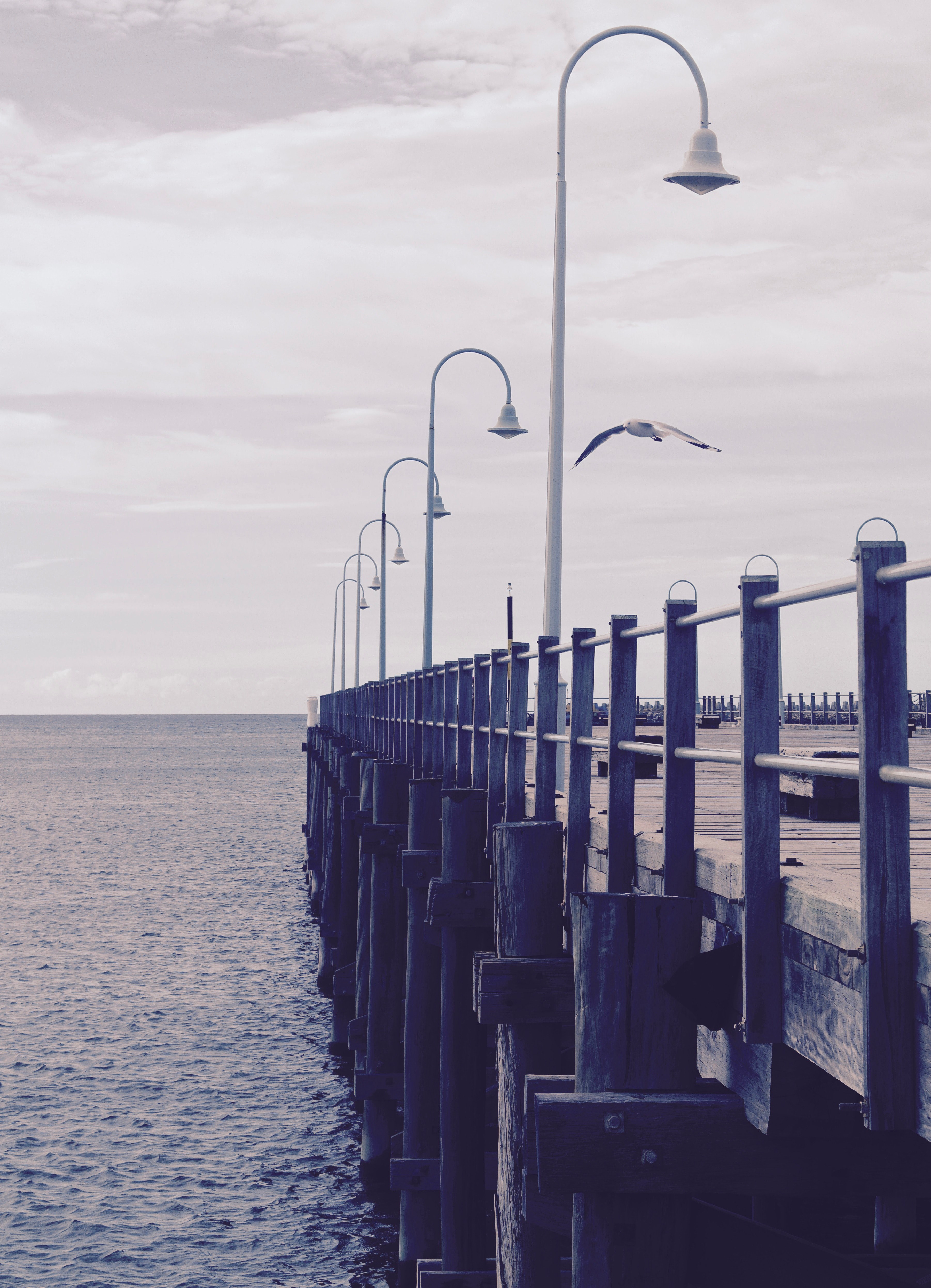a bird at the jetty 4k, Phone HD Wallpaper