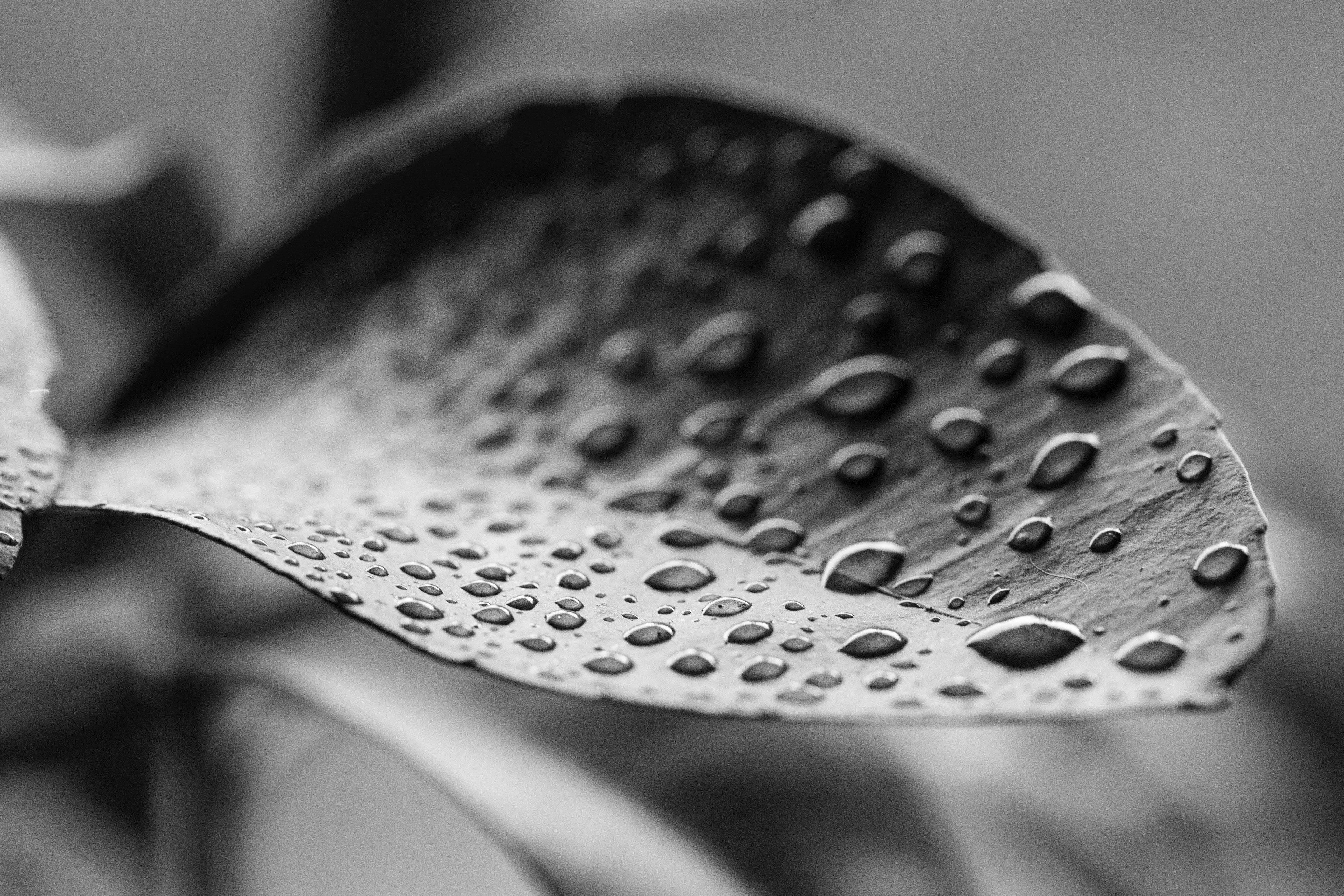 leaf water droplet and rain 4k, HD Wallpaper
