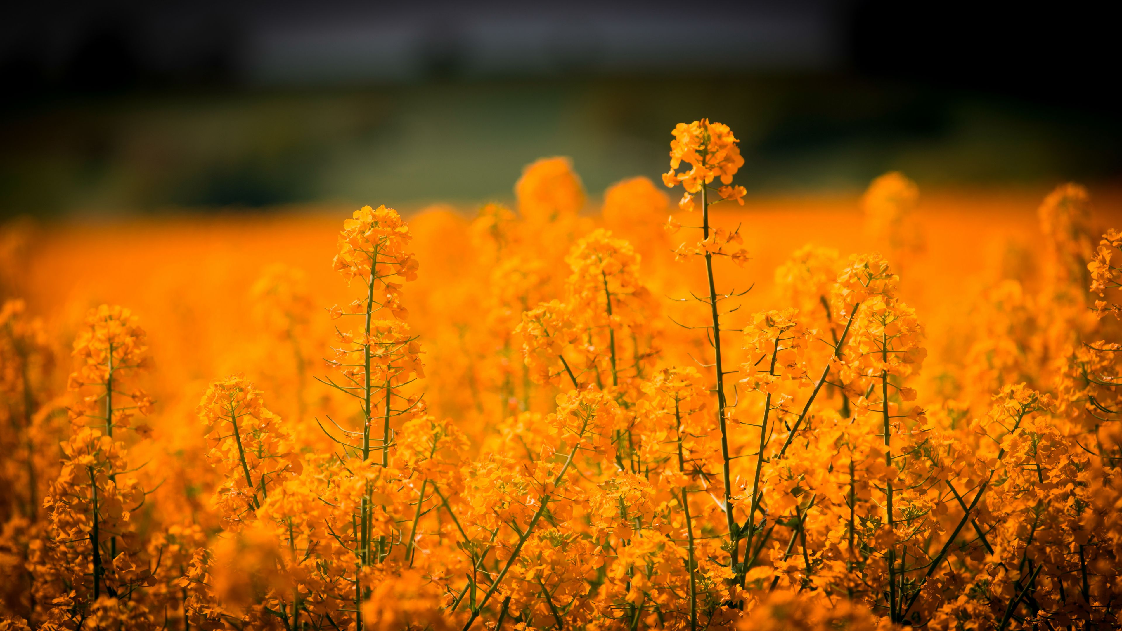 grass, flowers, field, 4k, HD Wallpaper