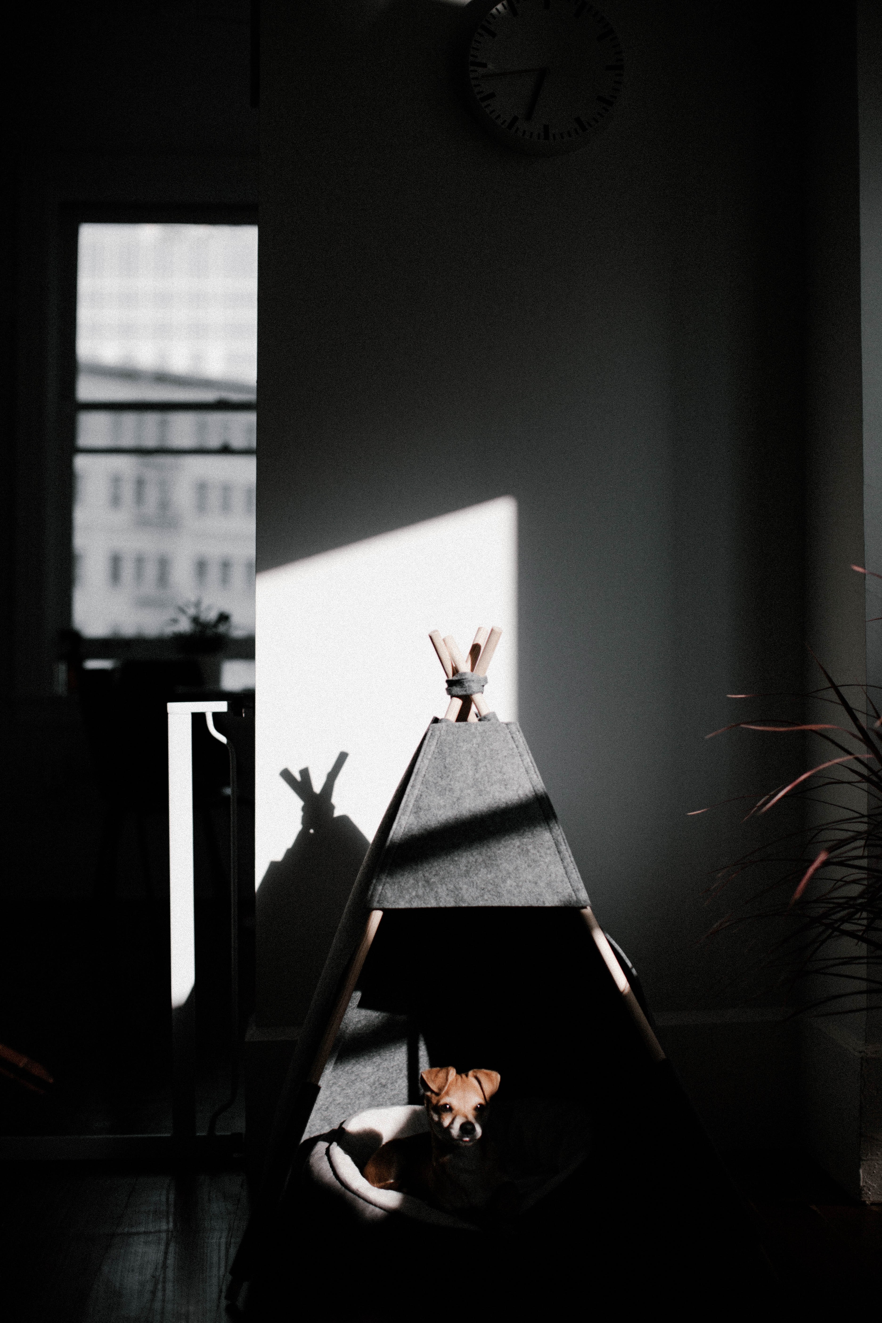 small dog sits in a teepee dog house in the shadows, unique dog house 4k, Phone HD Wallpaper