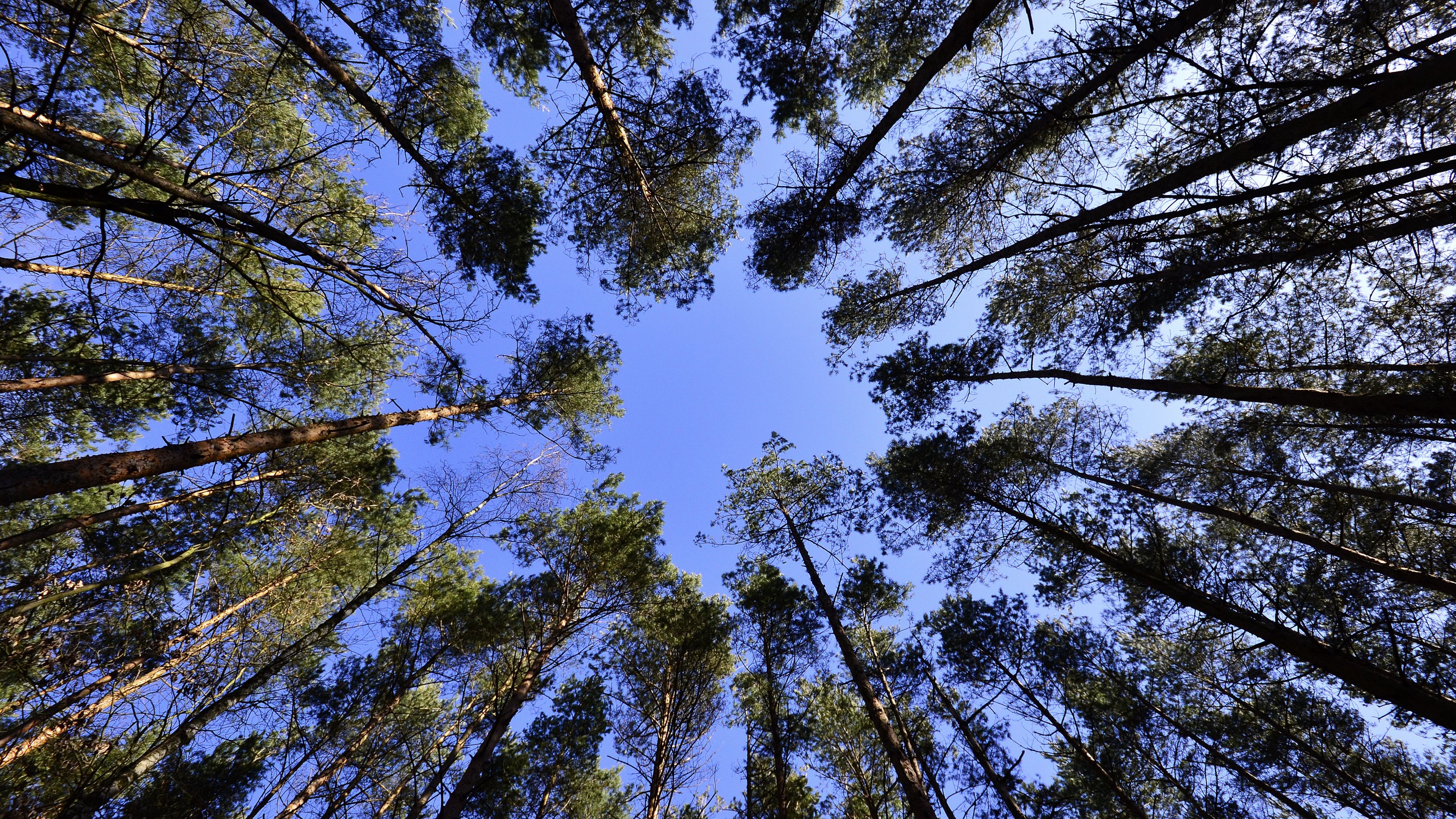 trees, sky, view from below, 4k, HD Wallpaper