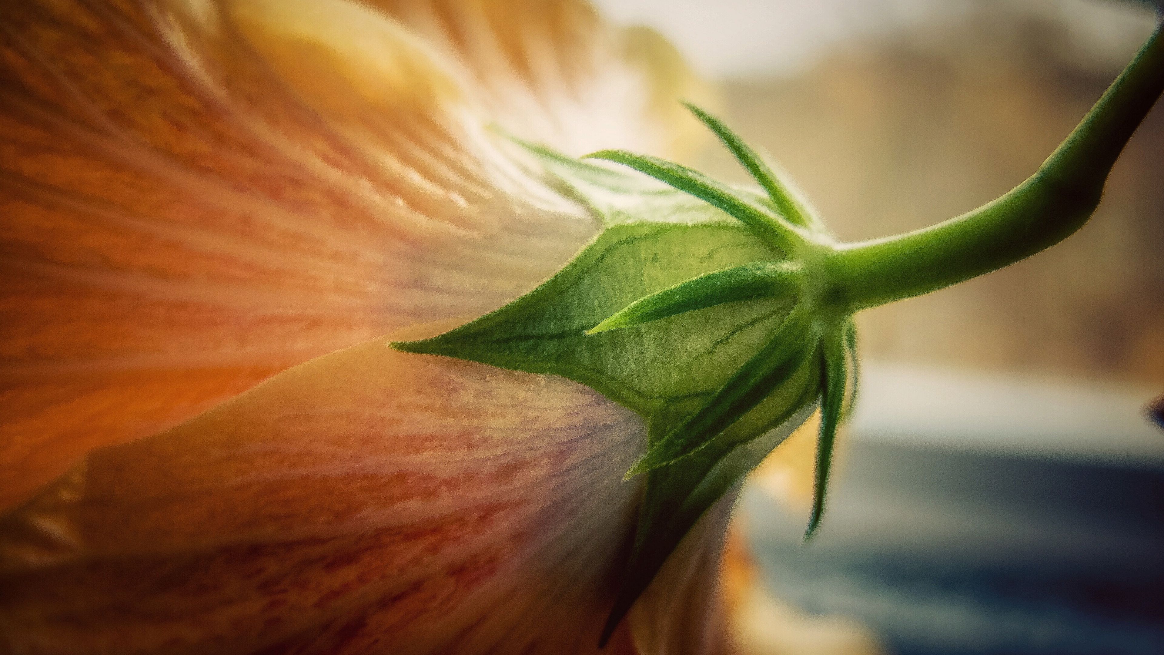 flower, macro, bud, petals, 4k, HD Wallpaper