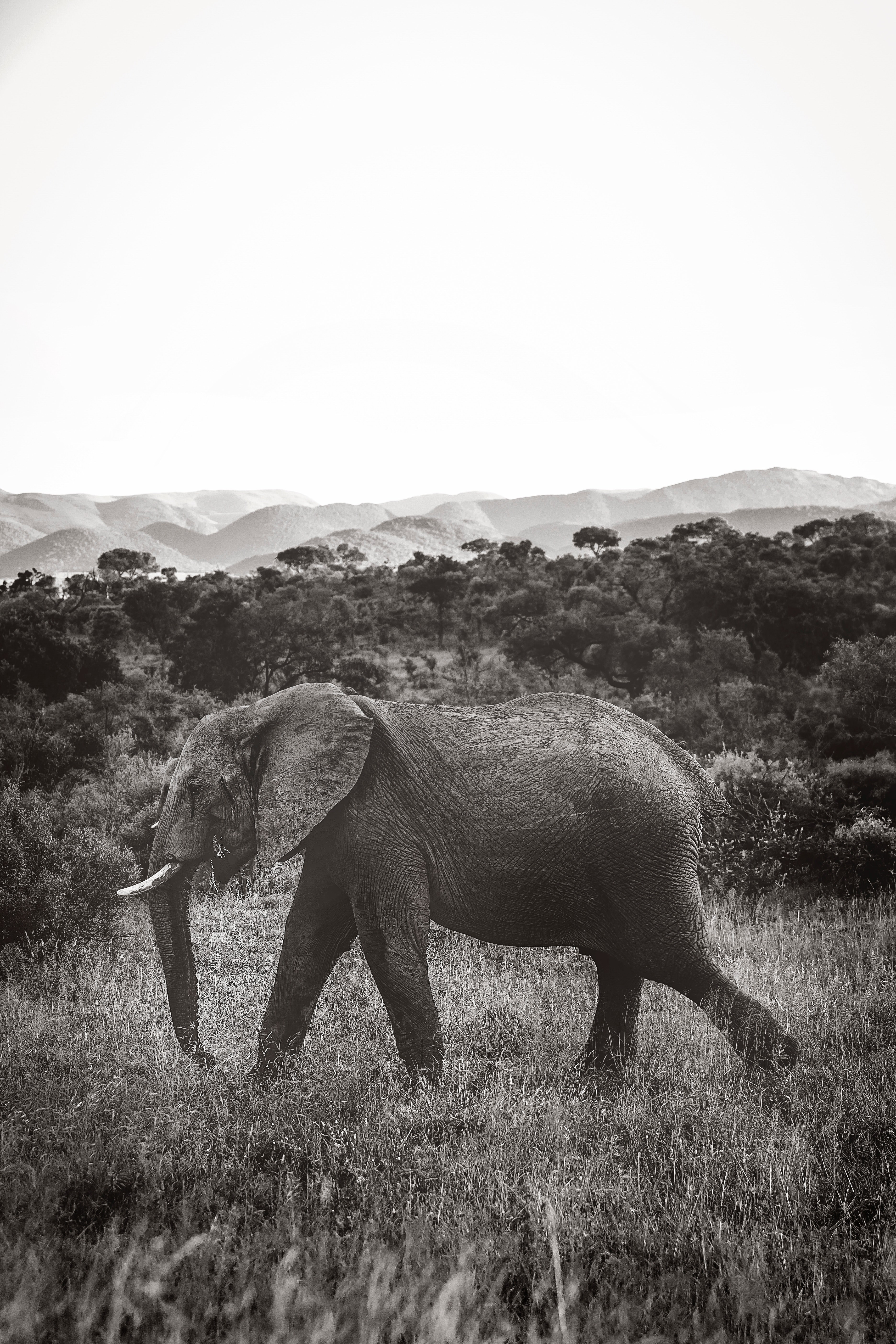 elephant horn trunk and tusk hd, 4k, Phone HD Wallpaper