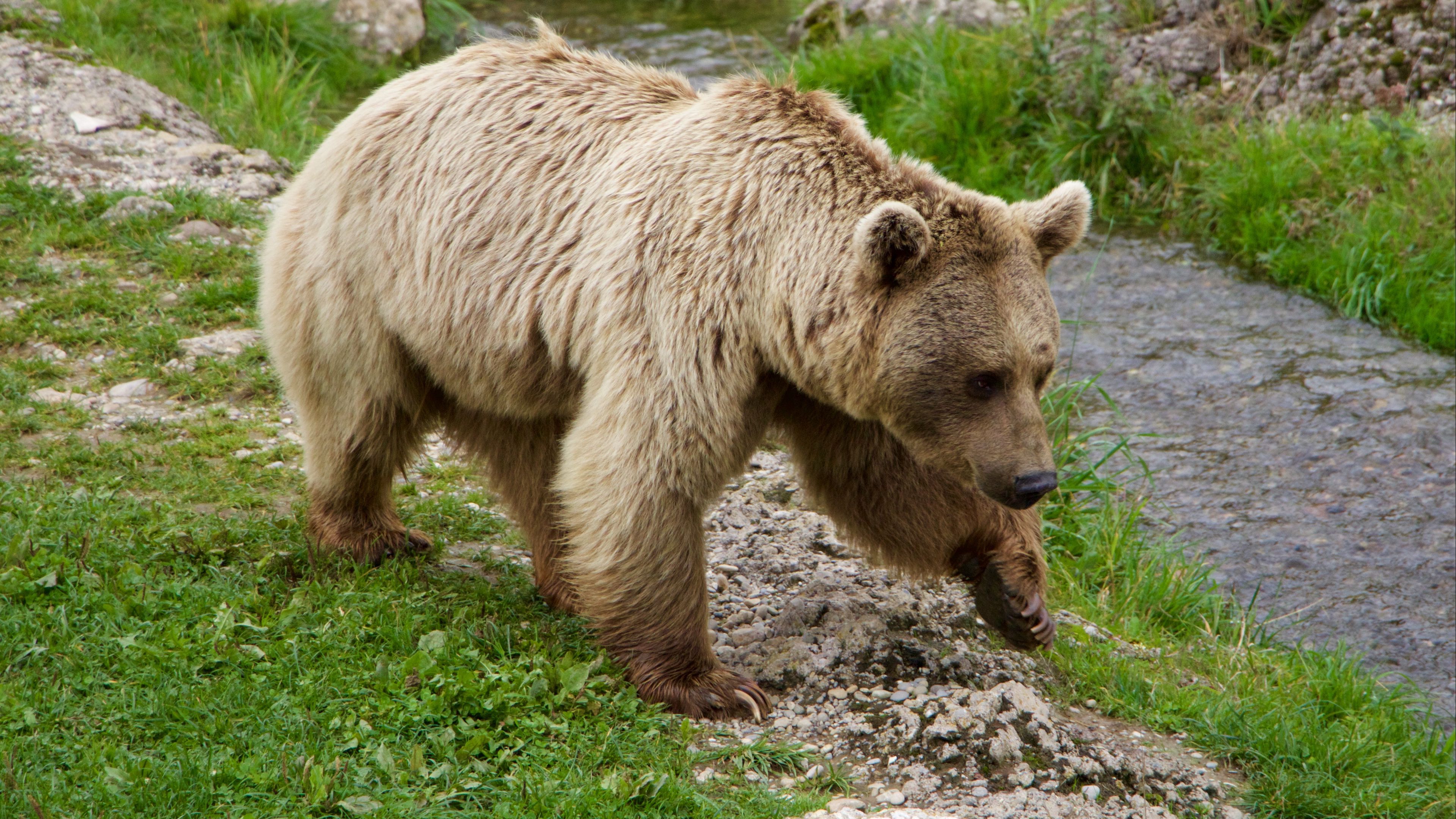 brown bear, siberian bear, walk, 4k, HD Wallpaper