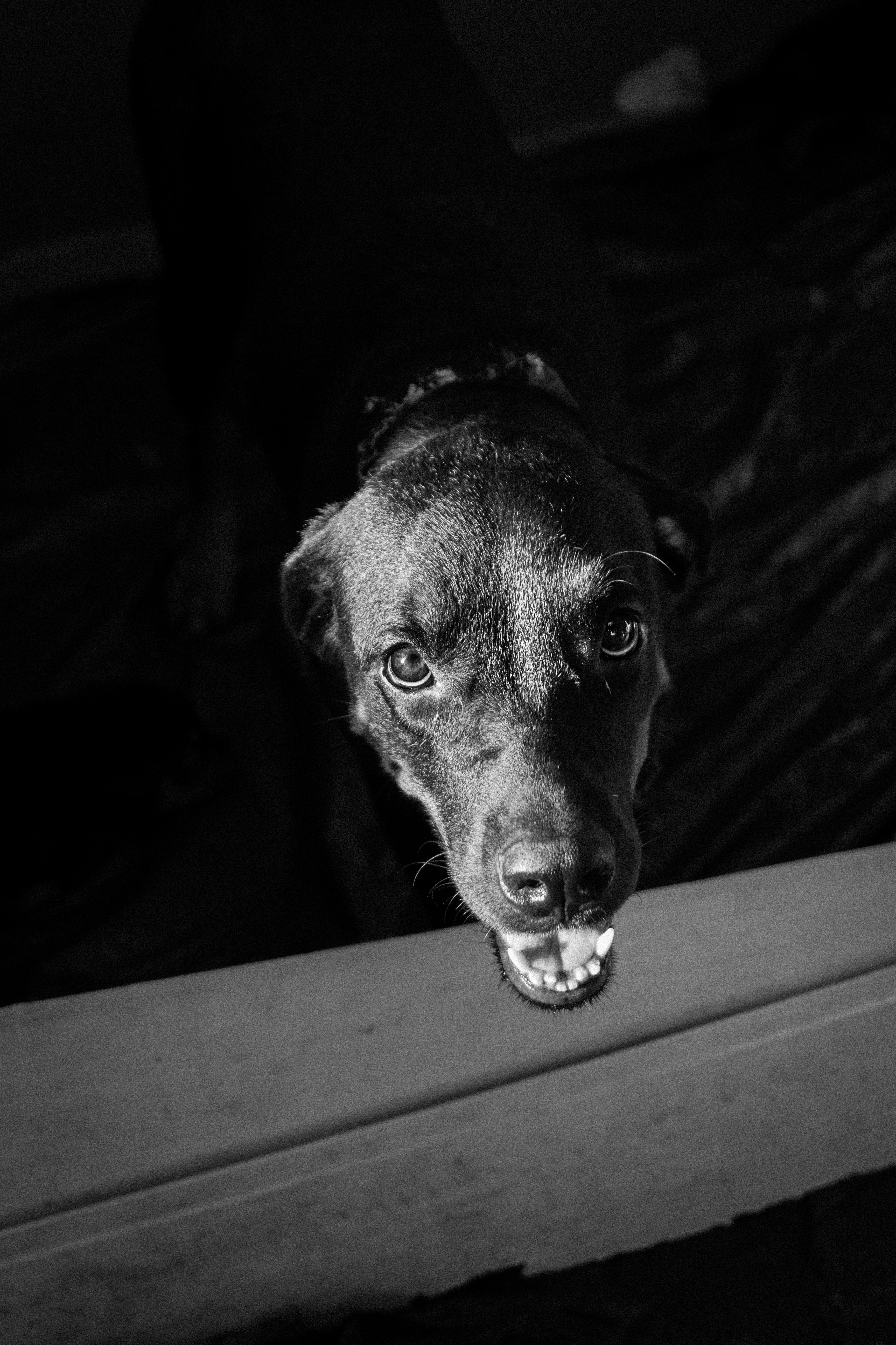 a happy dog with his mouth open, _dog mouth open 4k, Phone HD Wallpaper