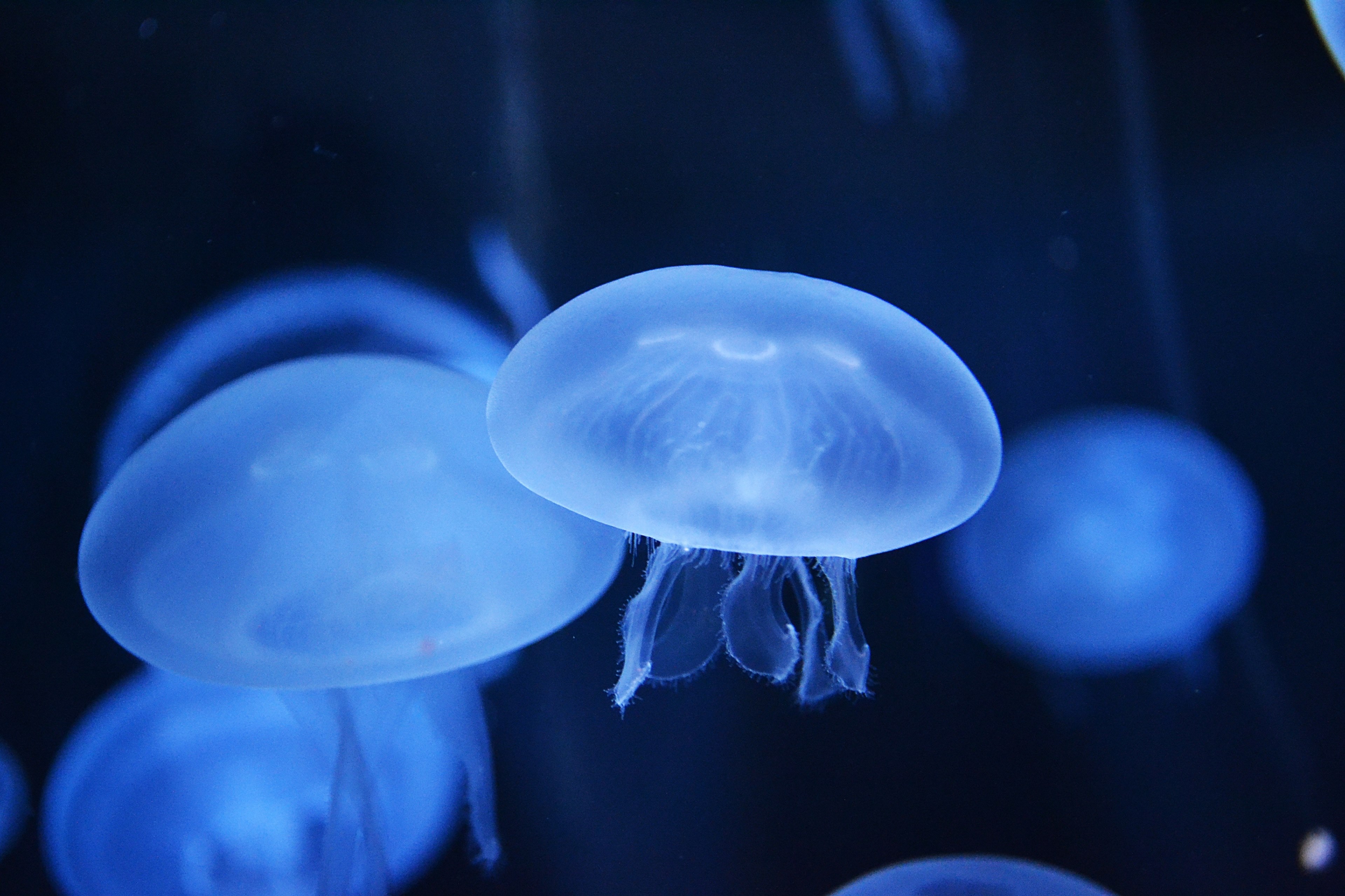 jellyfish blue sea and ocean 4k, HD Wallpaper