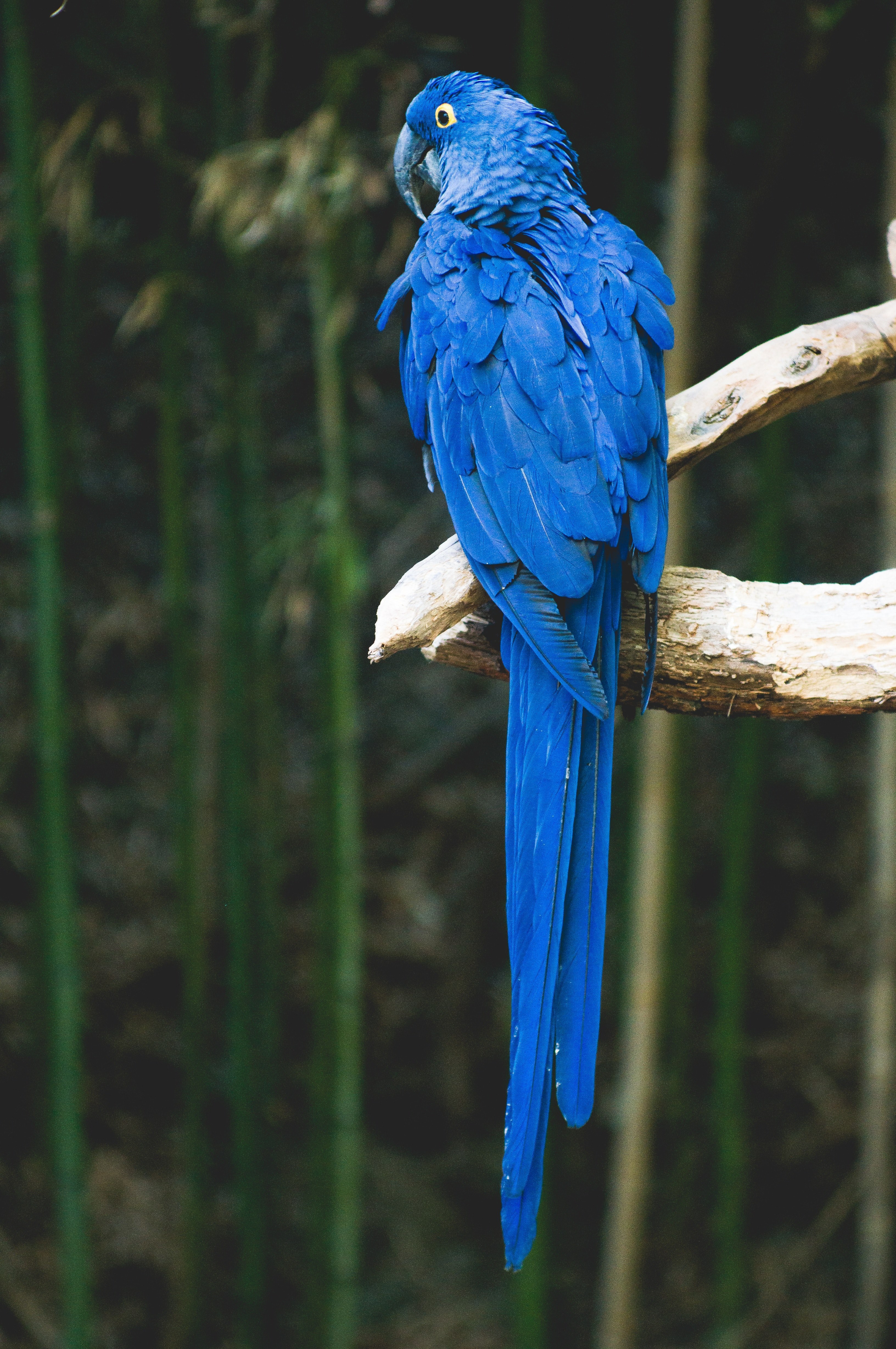 colorful blue parrot with vibrant feathers perched on a branch, blue parrot 4k, Phone HD Wallpaper