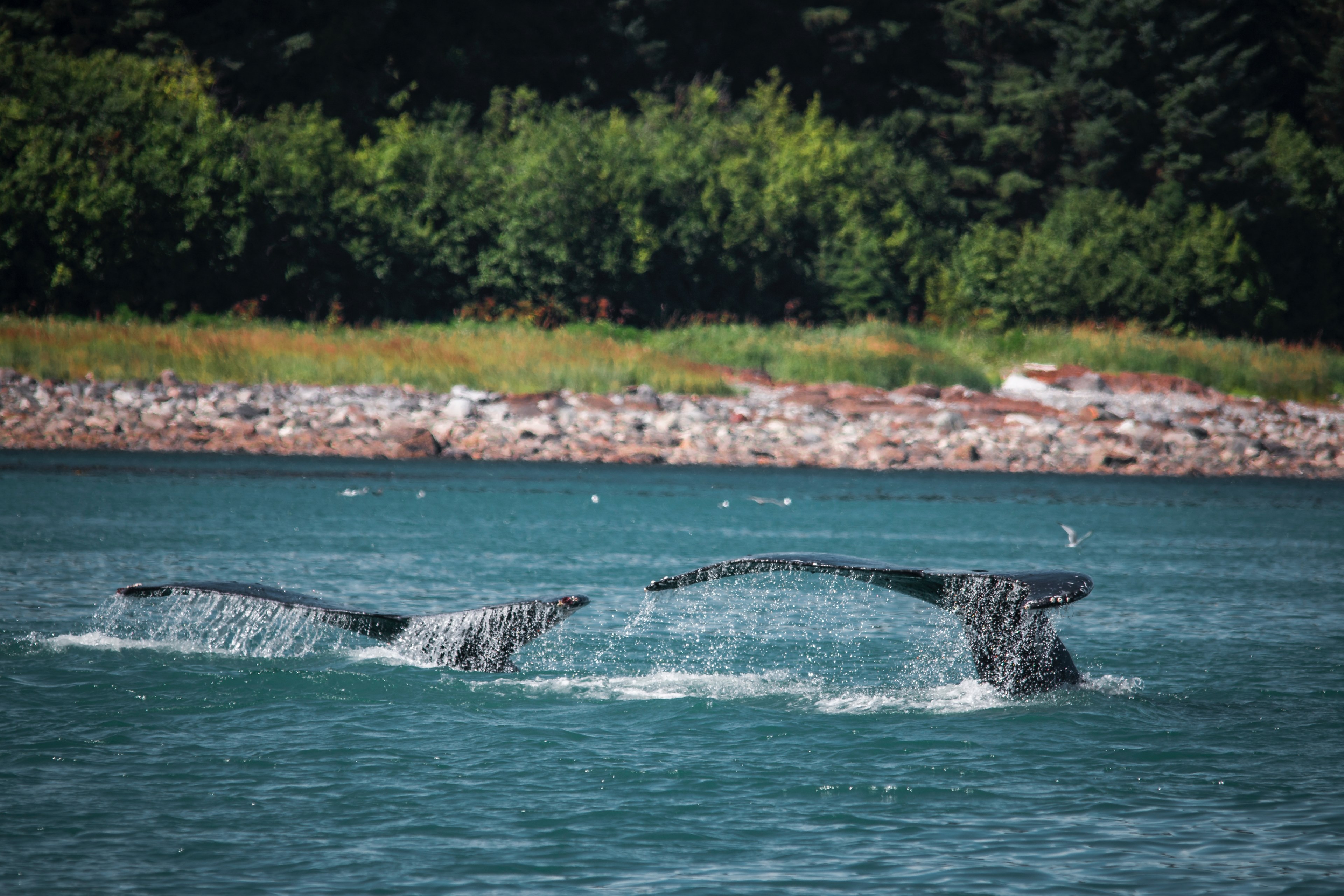 tail fin fin whale tail and synchronized 4k, HD Wallpaper