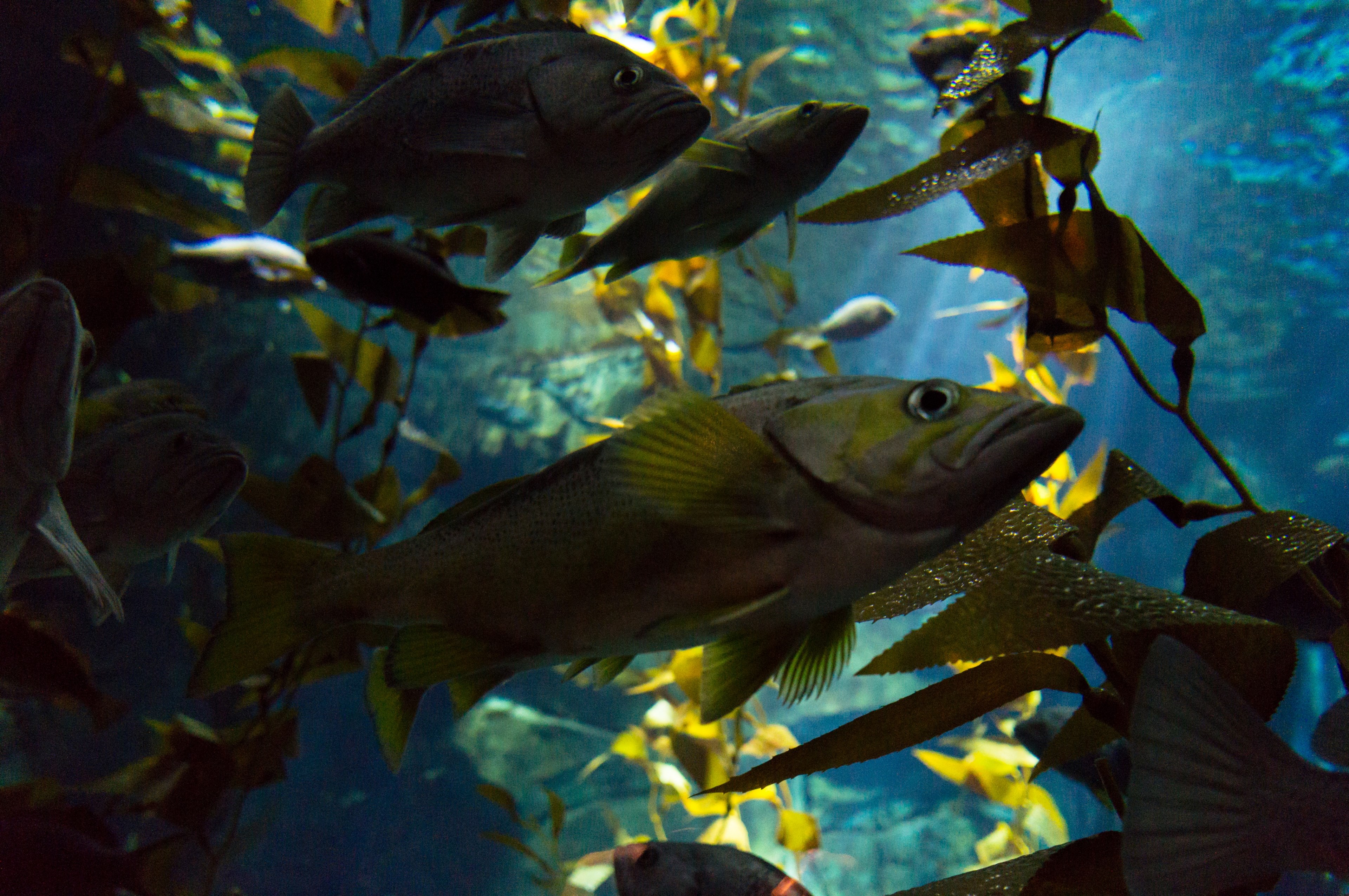 underwater aquarium and fish 4k, HD Wallpaper
