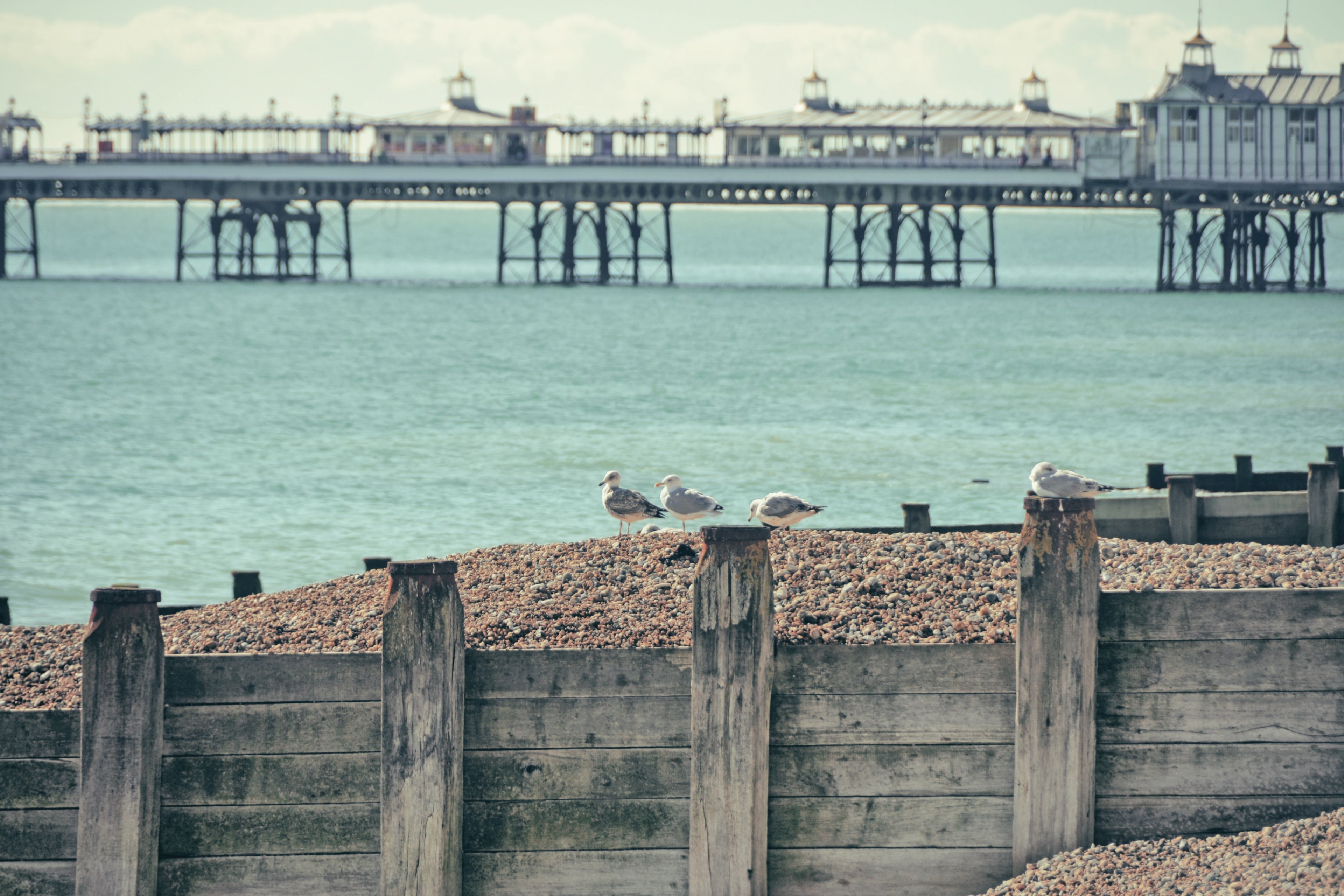 blue beach pebble and seagull 4k, HD Wallpaper